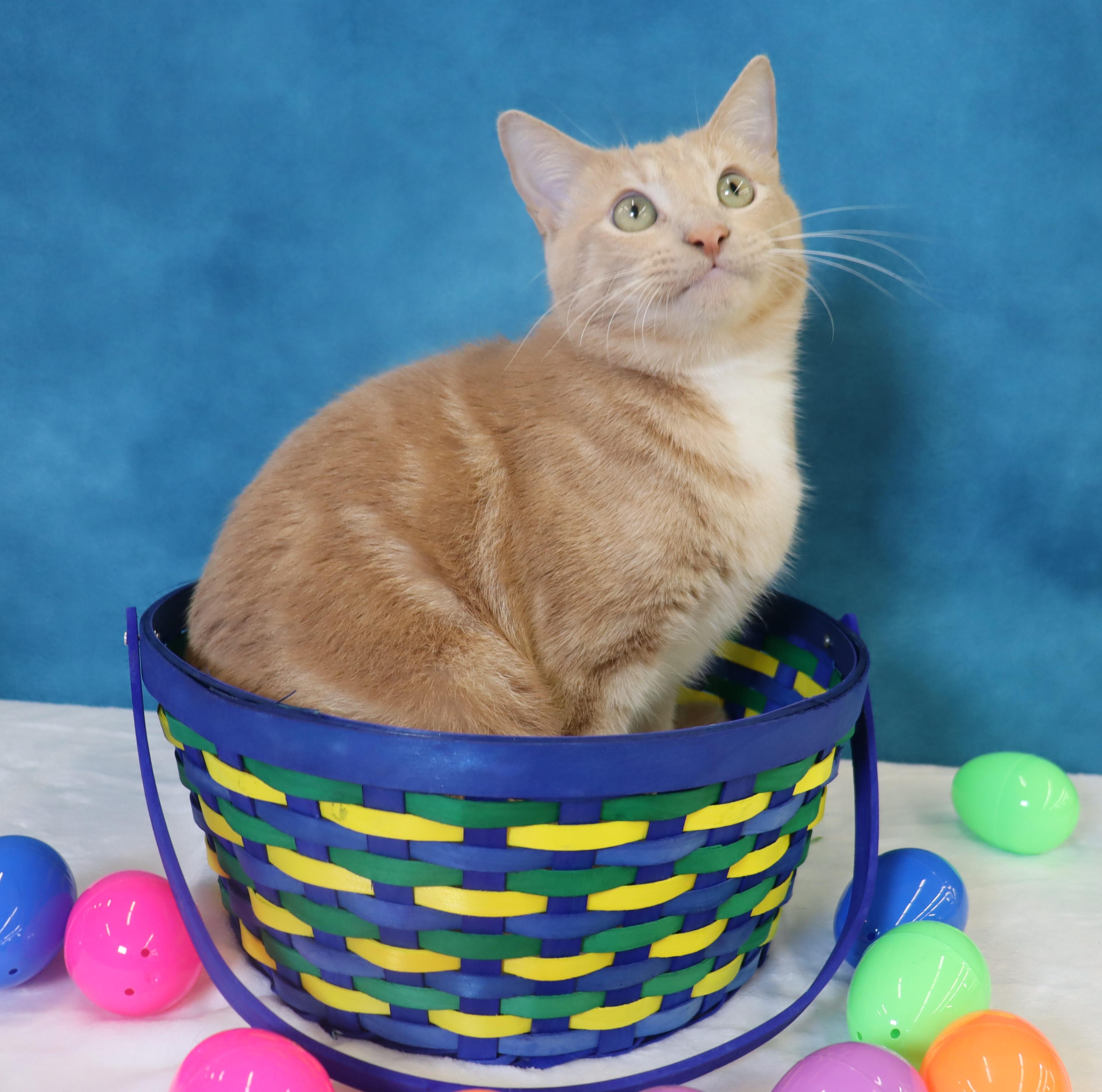 Enlarge Spam - Purrsonality Plus! LOVES EVERYONE, a Adoptable Domestic Short Hair in League City, TX image 3/6