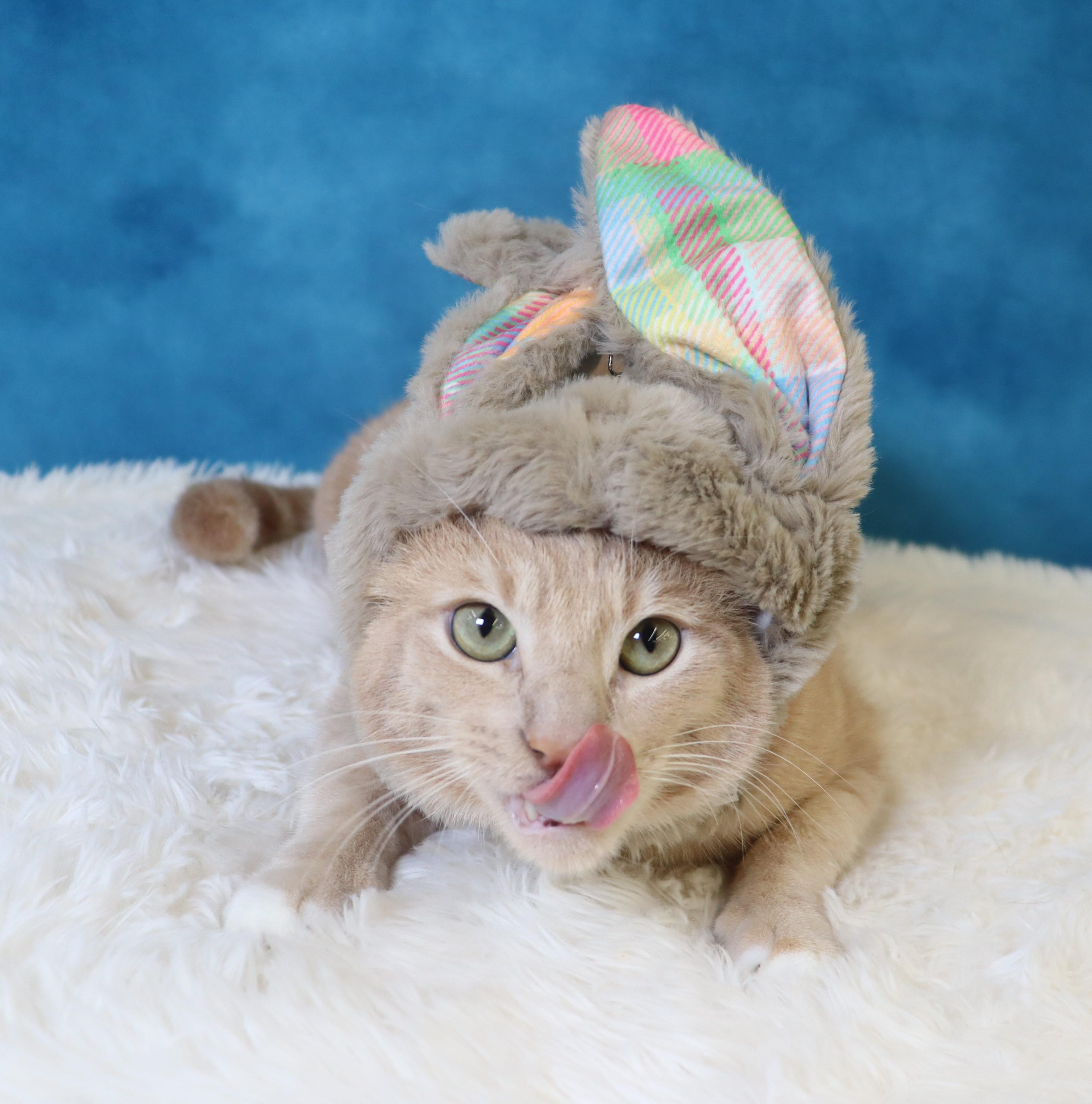 Enlarge Spam - Purrsonality Plus! LOVES EVERYONE, a Adoptable Domestic Short Hair in League City, TX image 5/6