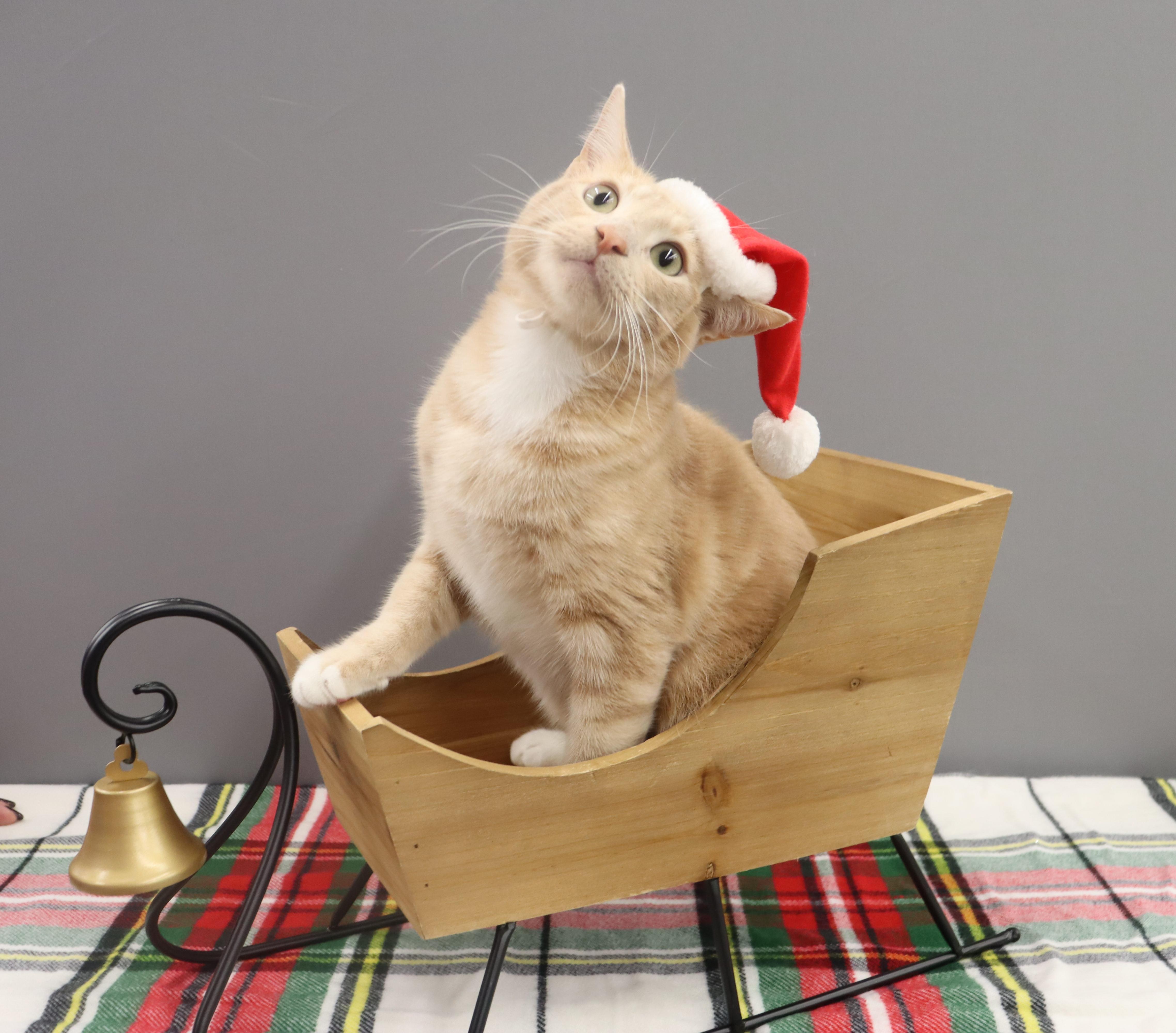 Spam - Purrsonality Plus! LOVES EVERYONE, a Adoptable Domestic Short Hair image 2/6