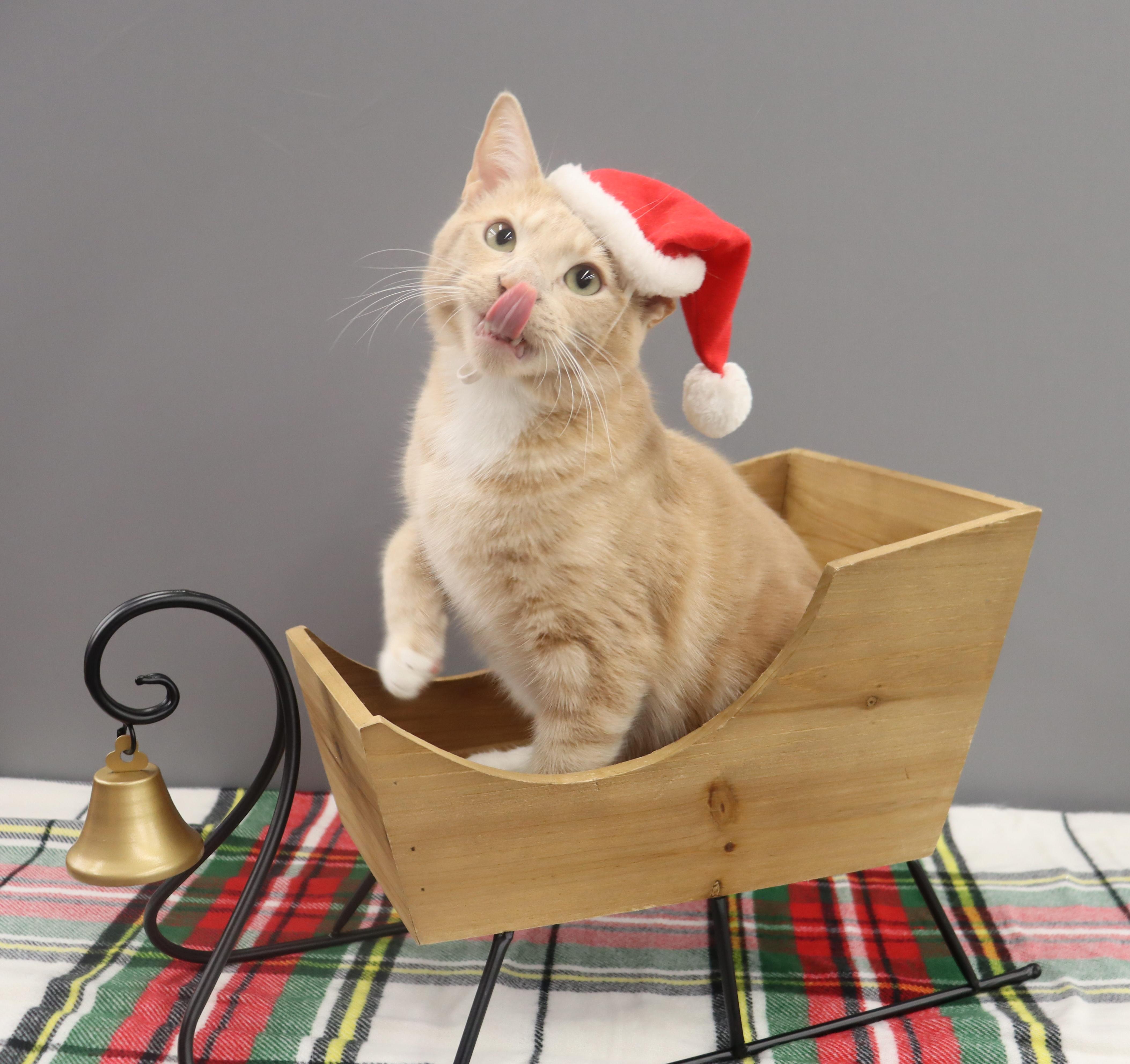 Spam - Purrsonality Plus! LOVES EVERYONE, a Adoptable Domestic Short Hair image 5/6