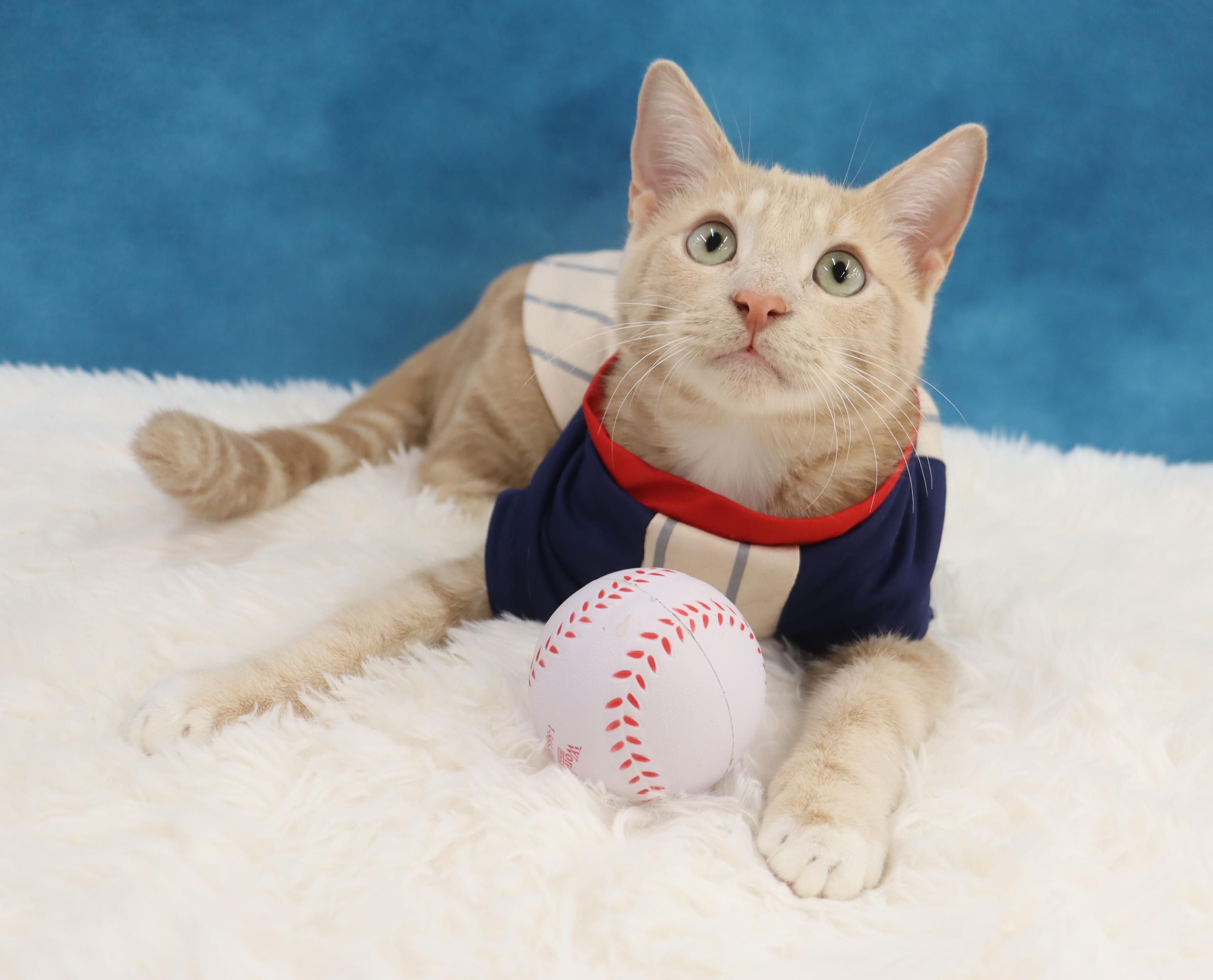 Spam - Purrsonality Plus! LOVES EVERYONE