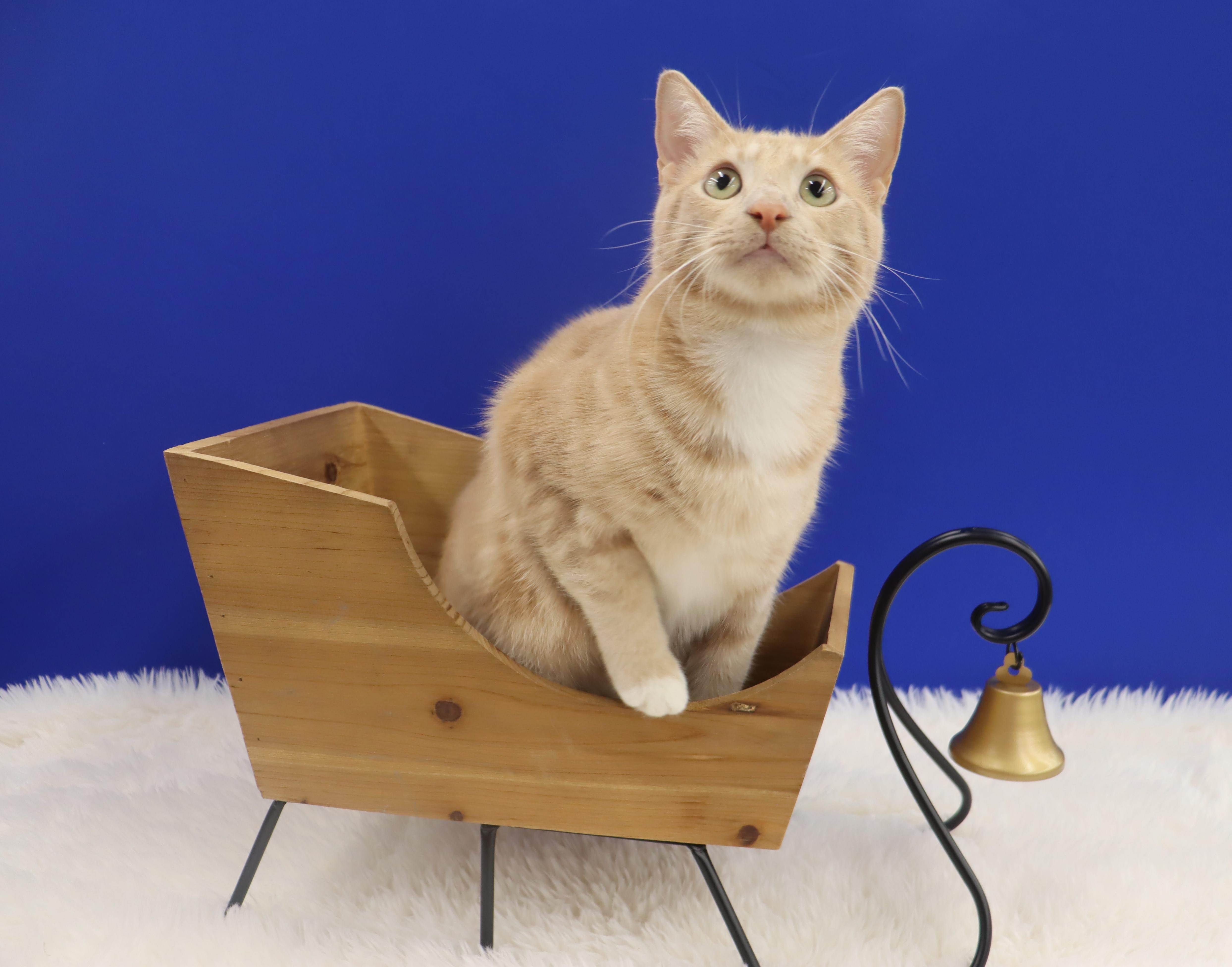 Spam - Purrsonality Plus! LOVES EVERYONE, a Adoptable Domestic Short Hair image 4/6