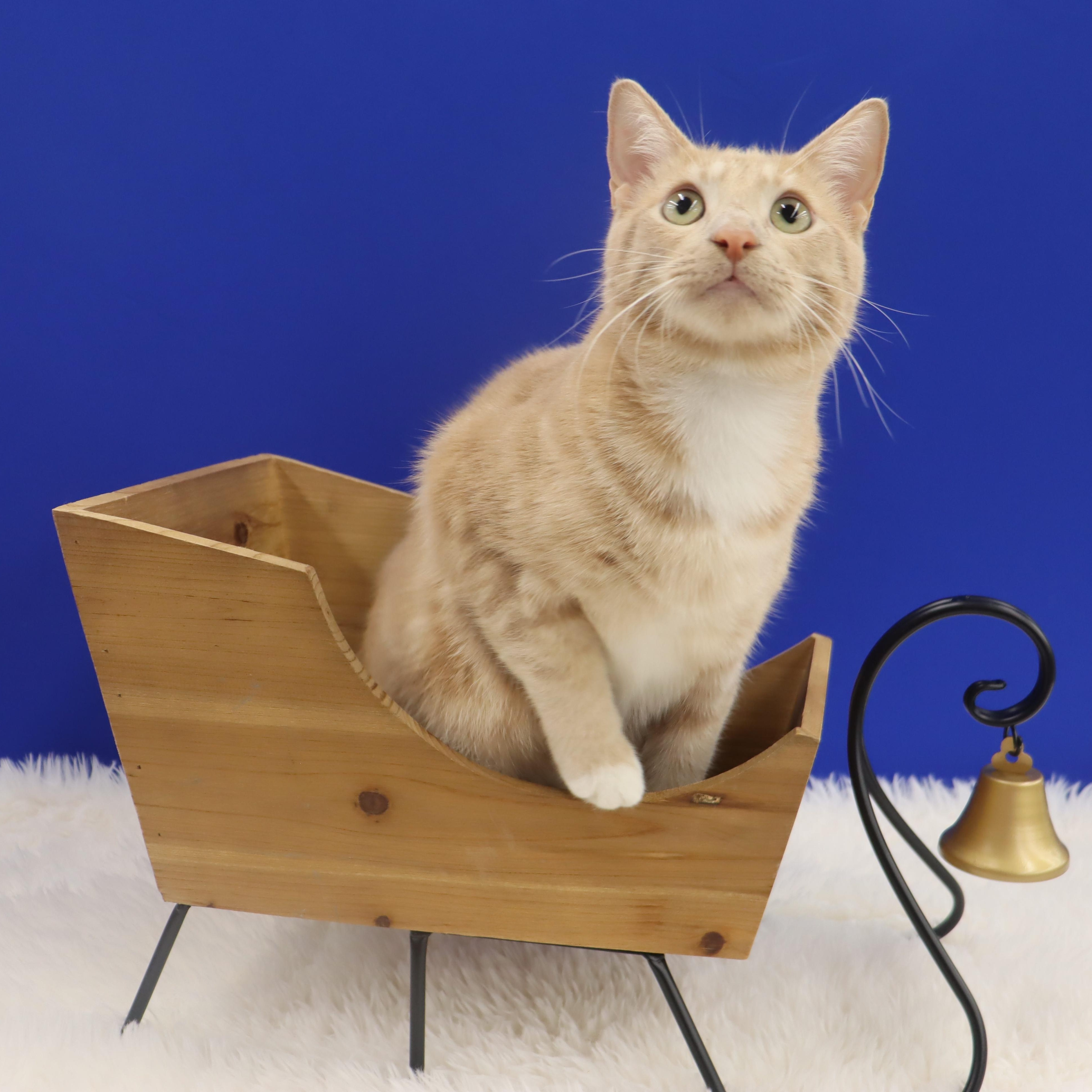 Enlarge Spam - Purrsonality Plus! LOVES EVERYONE, a Adoptable Domestic Short Hair in League City, TX image 2/6