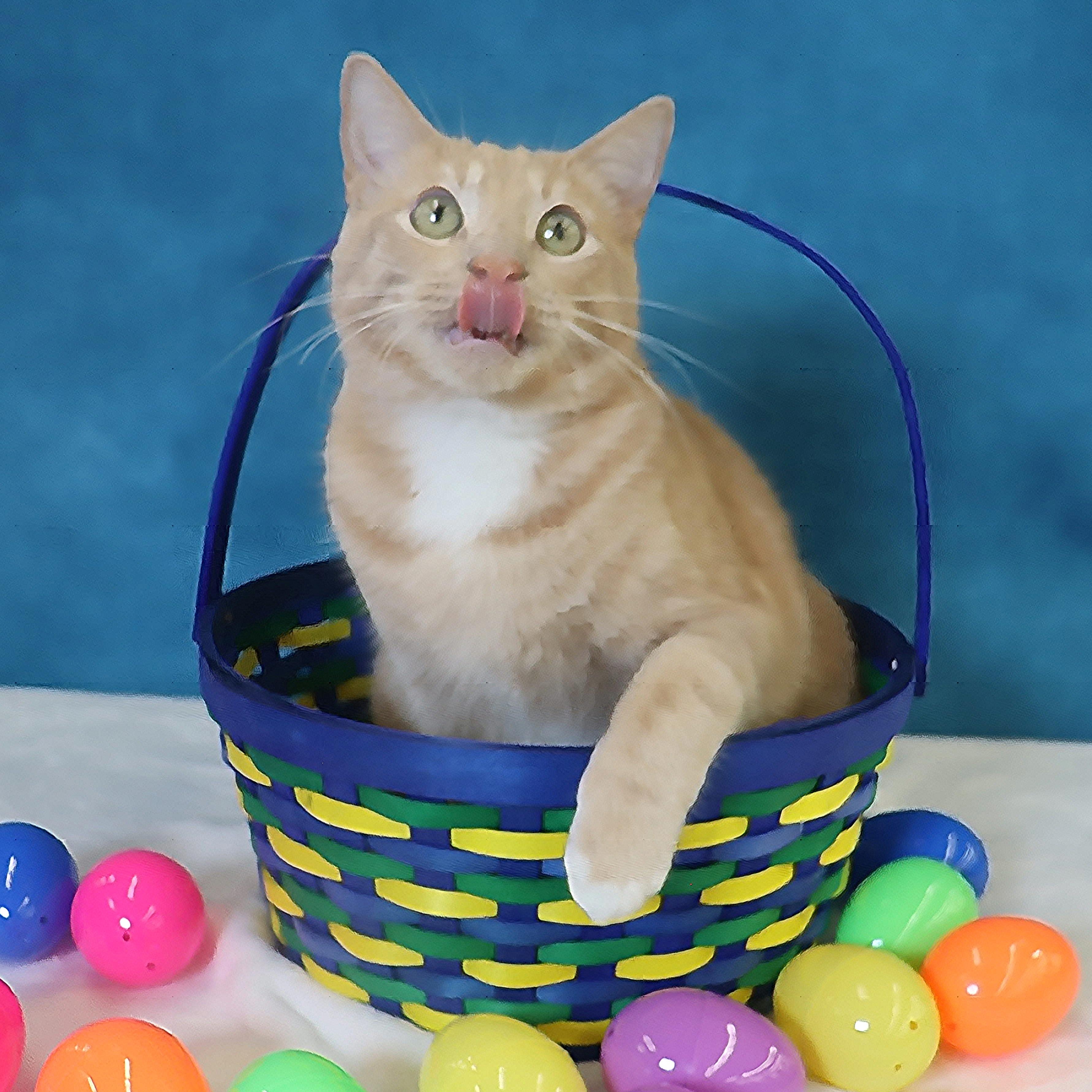 Enlarge Spam - Purrsonality Plus! LOVES EVERYONE, a Adoptable Domestic Short Hair in League City, TX image 6/6