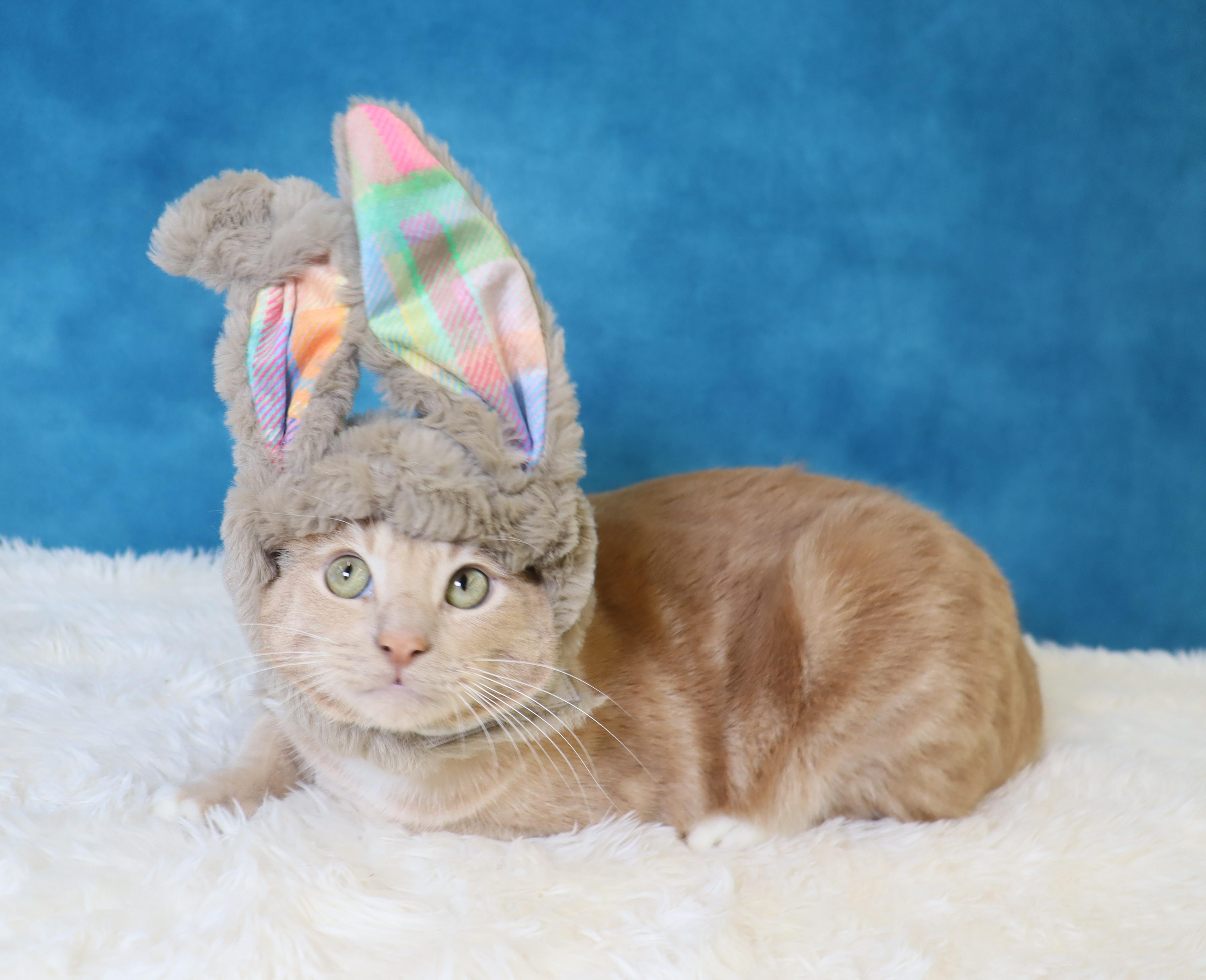 Enlarge Spam - Purrsonality Plus! LOVES EVERYONE, a Adoptable Domestic Short Hair in League City, TX image 1/6