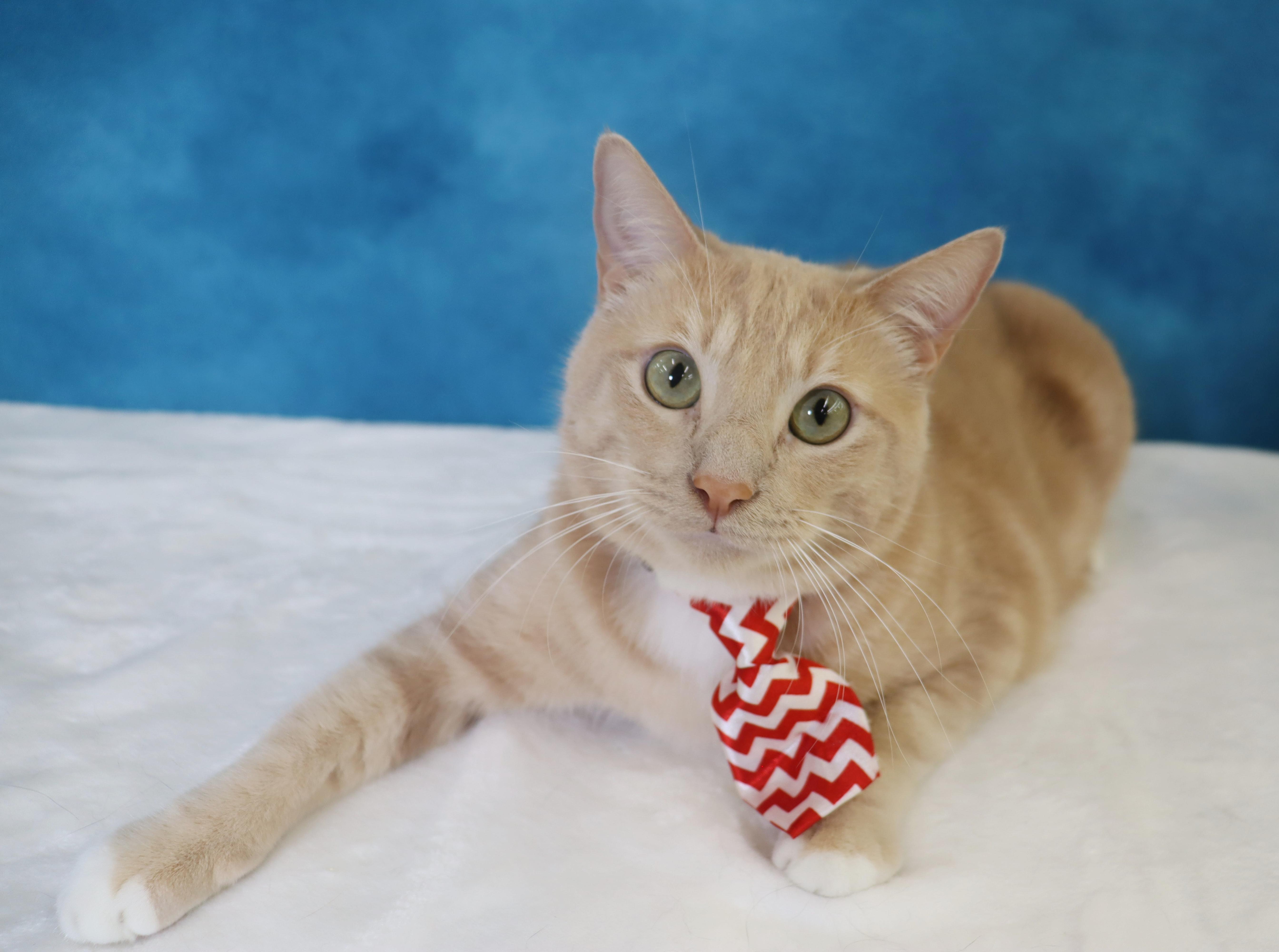 Enlarge Spam - Purrsonality Plus - Constant Entertainment, a Adoptable Domestic Short Hair in League City, TX image 2/6