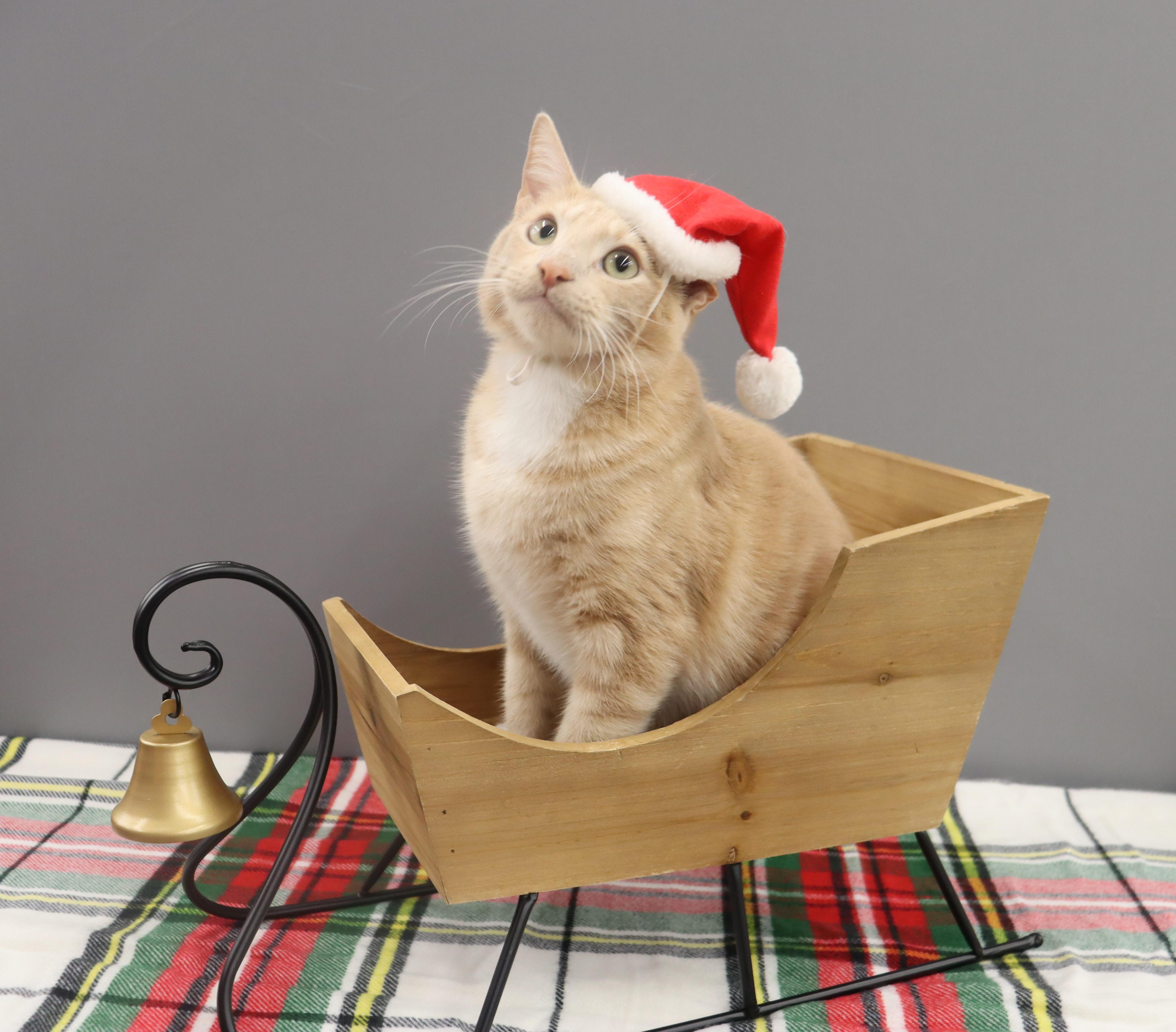 Spam - Purrsonality Plus! LOVES EVERYONE, a Adoptable Domestic Short Hair image 6/6