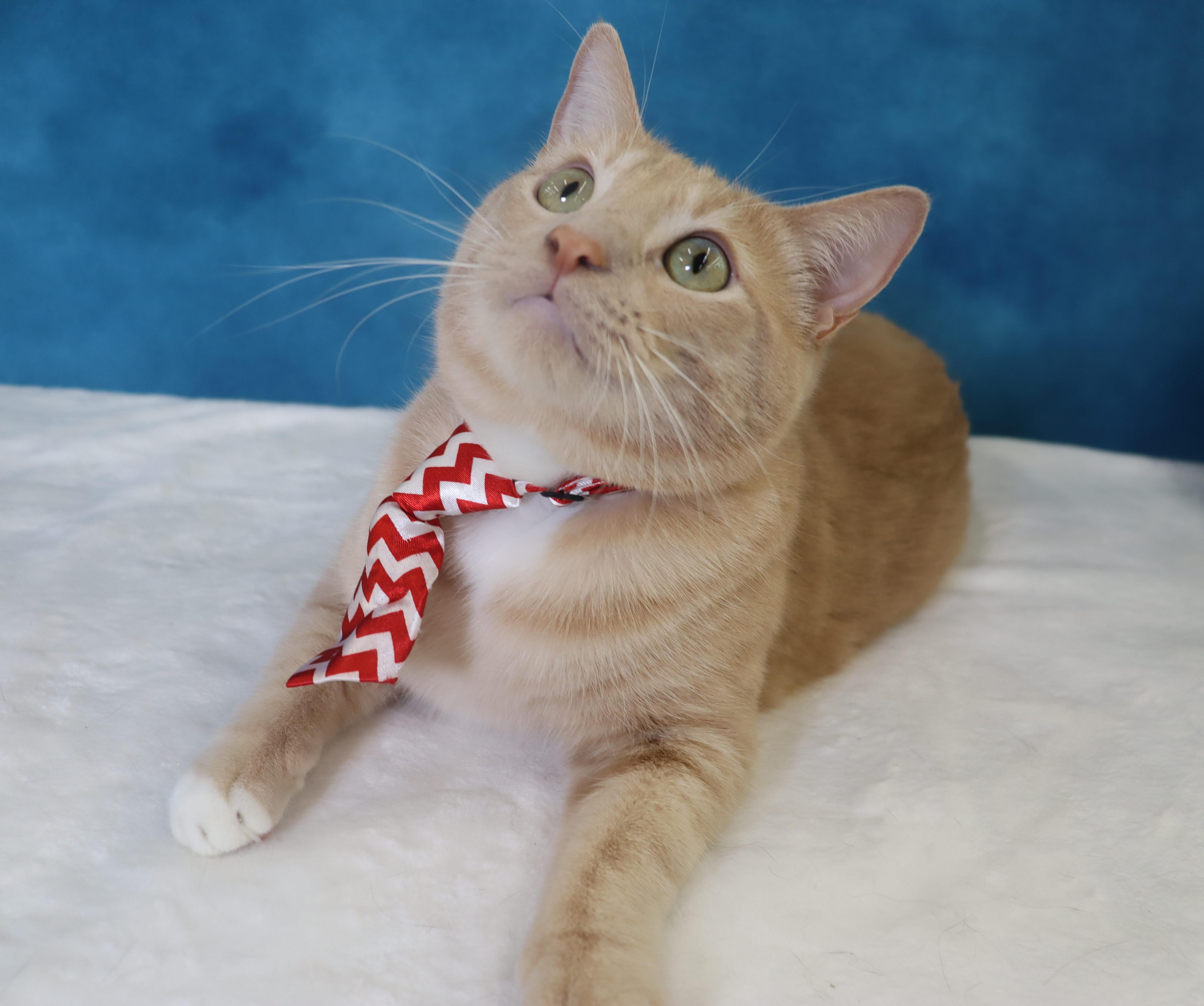 Enlarge Spam - Purrsonality Plus - Constant Entertainment, a Adoptable Domestic Short Hair in League City, TX image 6/6