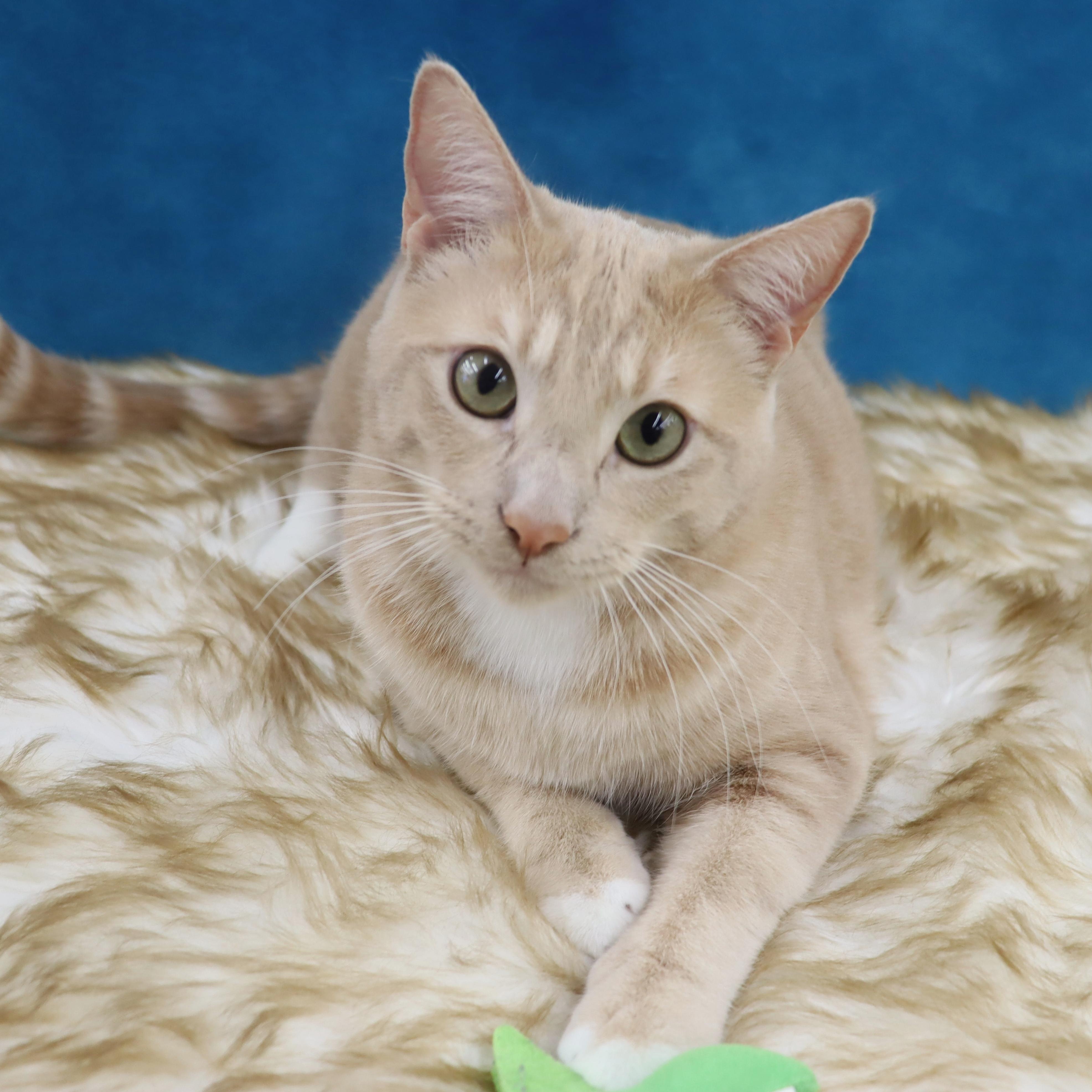 Enlarge Spam - Purrsonality Plus! LOVES EVERYONE, a Adoptable Domestic Short Hair in League City, TX image 6/6