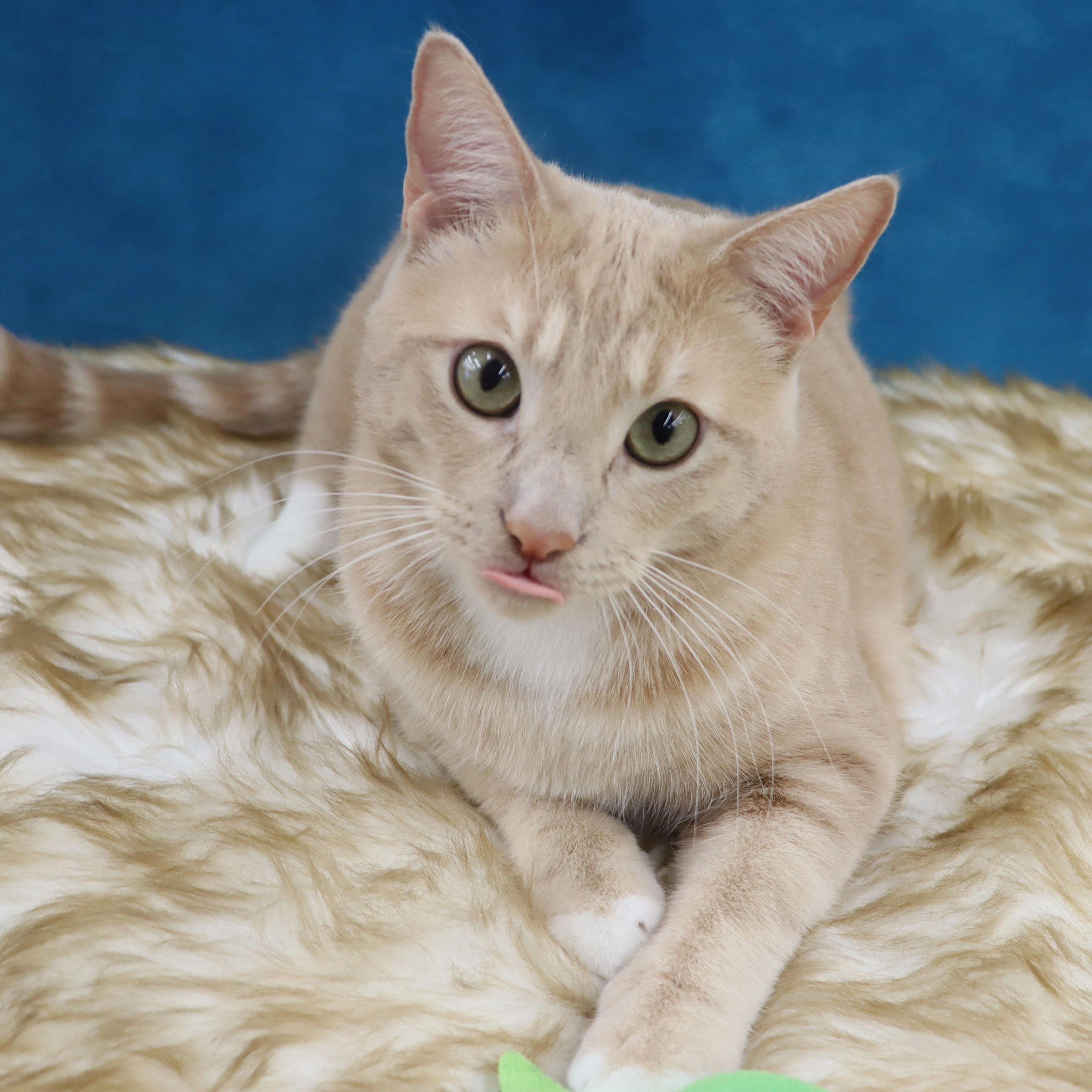 Enlarge Spam - Purrsonality Plus! LOVES EVERYONE, a Adoptable Domestic Short Hair in League City, TX image 5/6