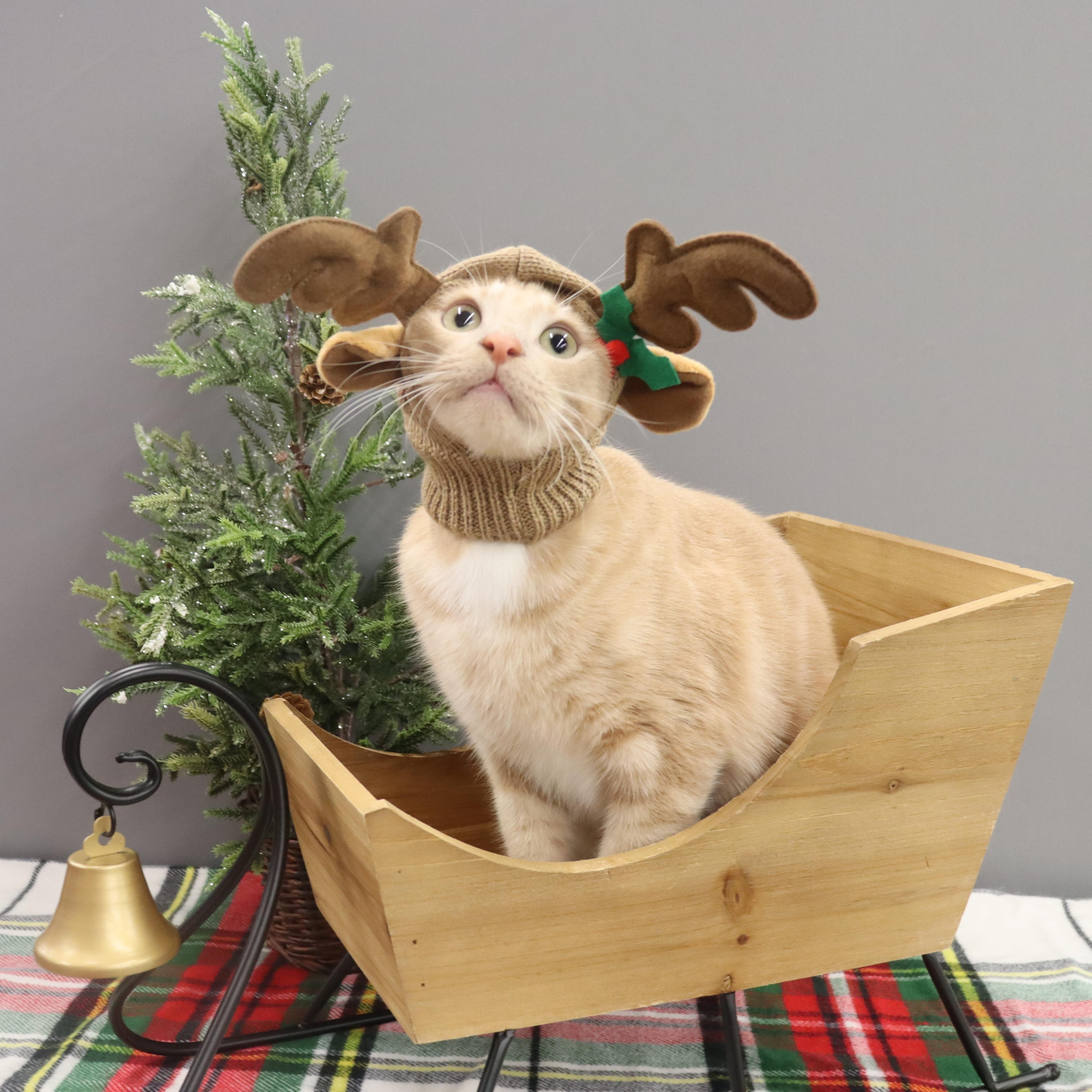 Spam - Purrsonality Plus! LOVES EVERYONE, Adoptable, Kitten Male Domestic Short Hair.