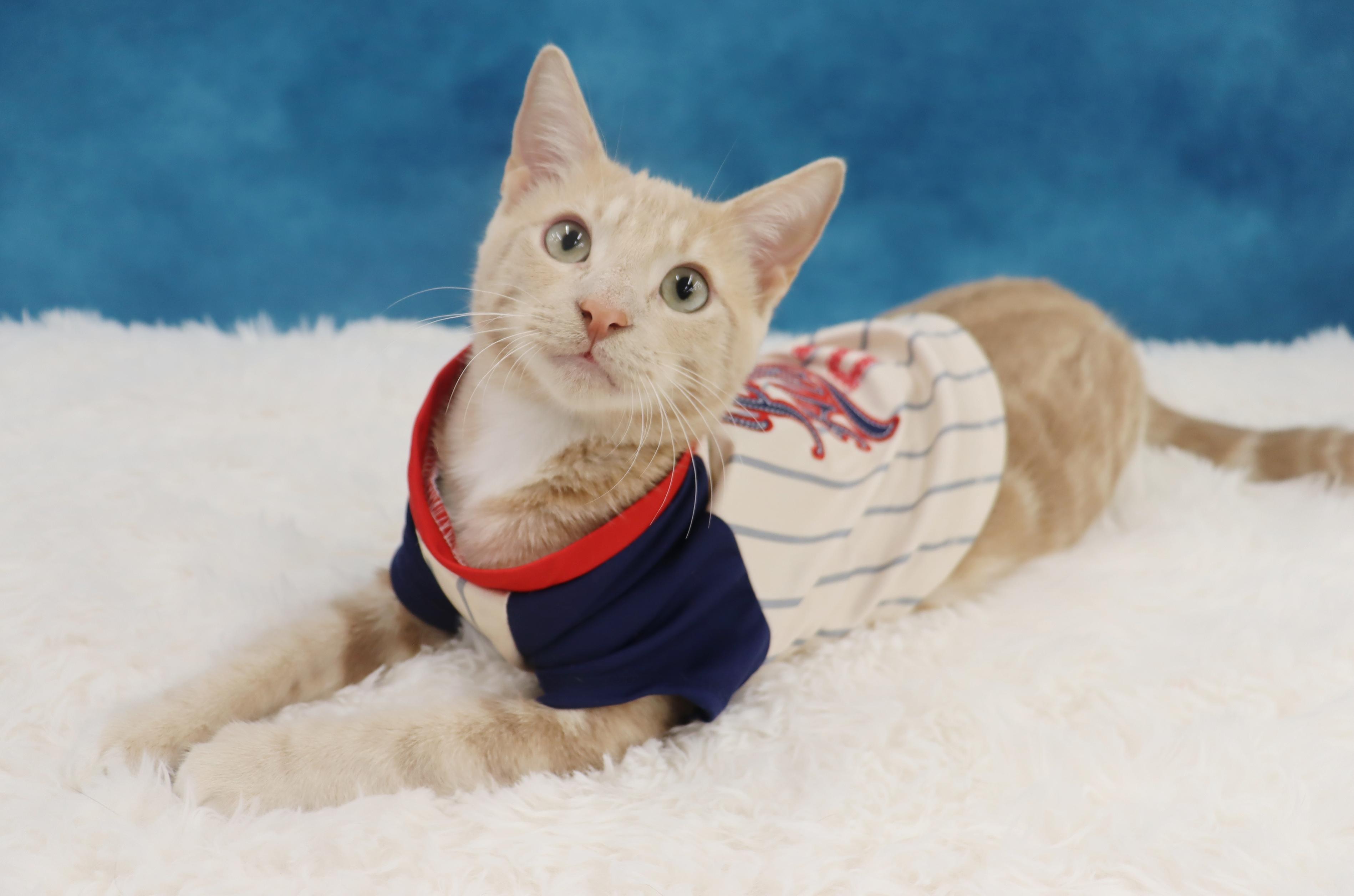 Spam - Purrsonality Plus! LOVES EVERYONE