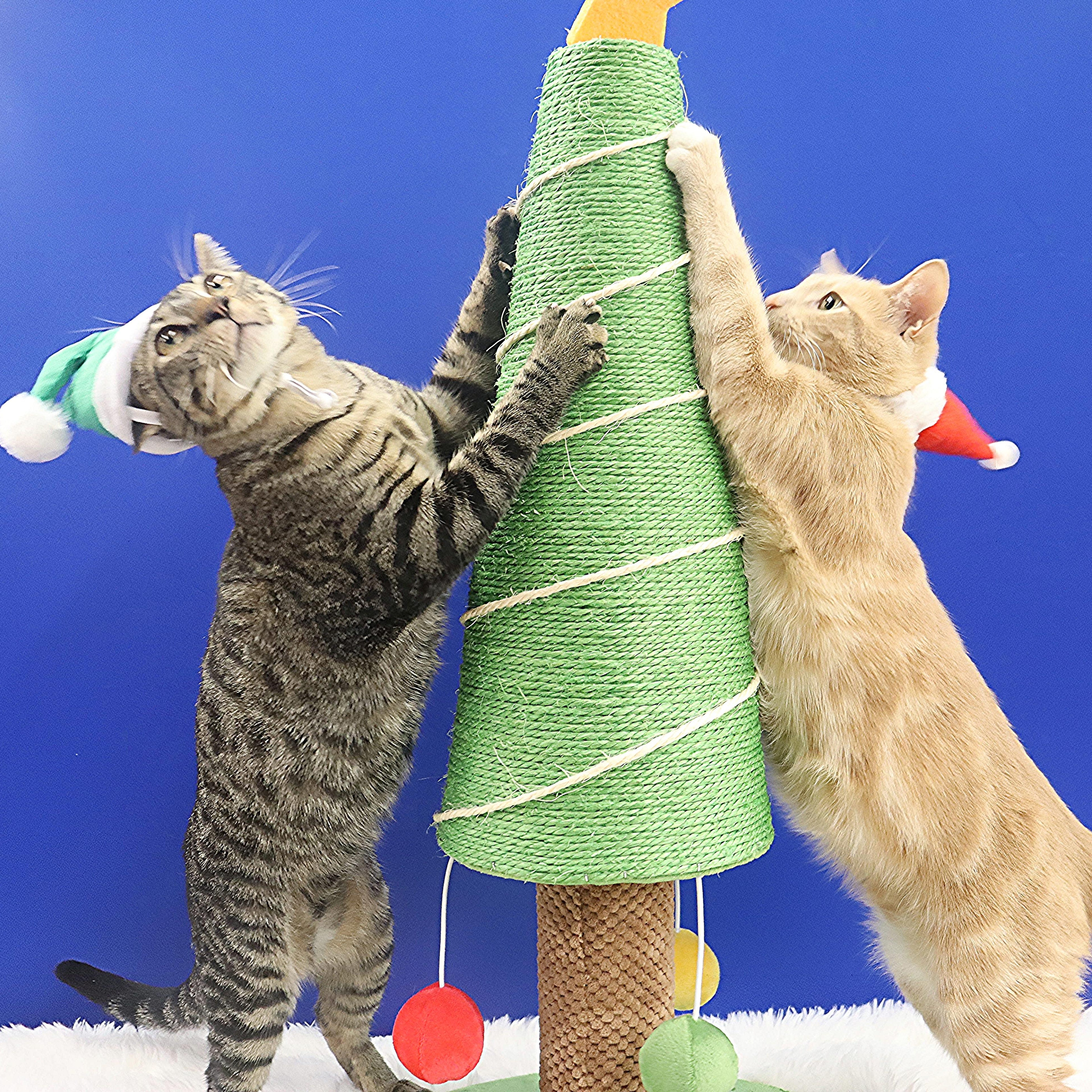 Spam - Purrsonality Plus! LOVES EVERYONE, a Adoptable Domestic Short Hair image 3/6