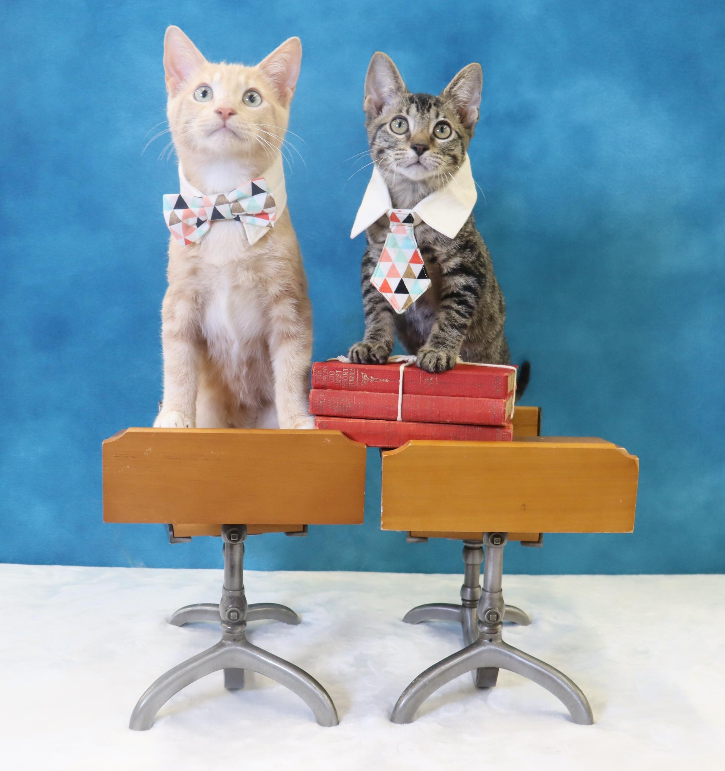 Spam - Purrsonality Plus! LOVES EVERYONE