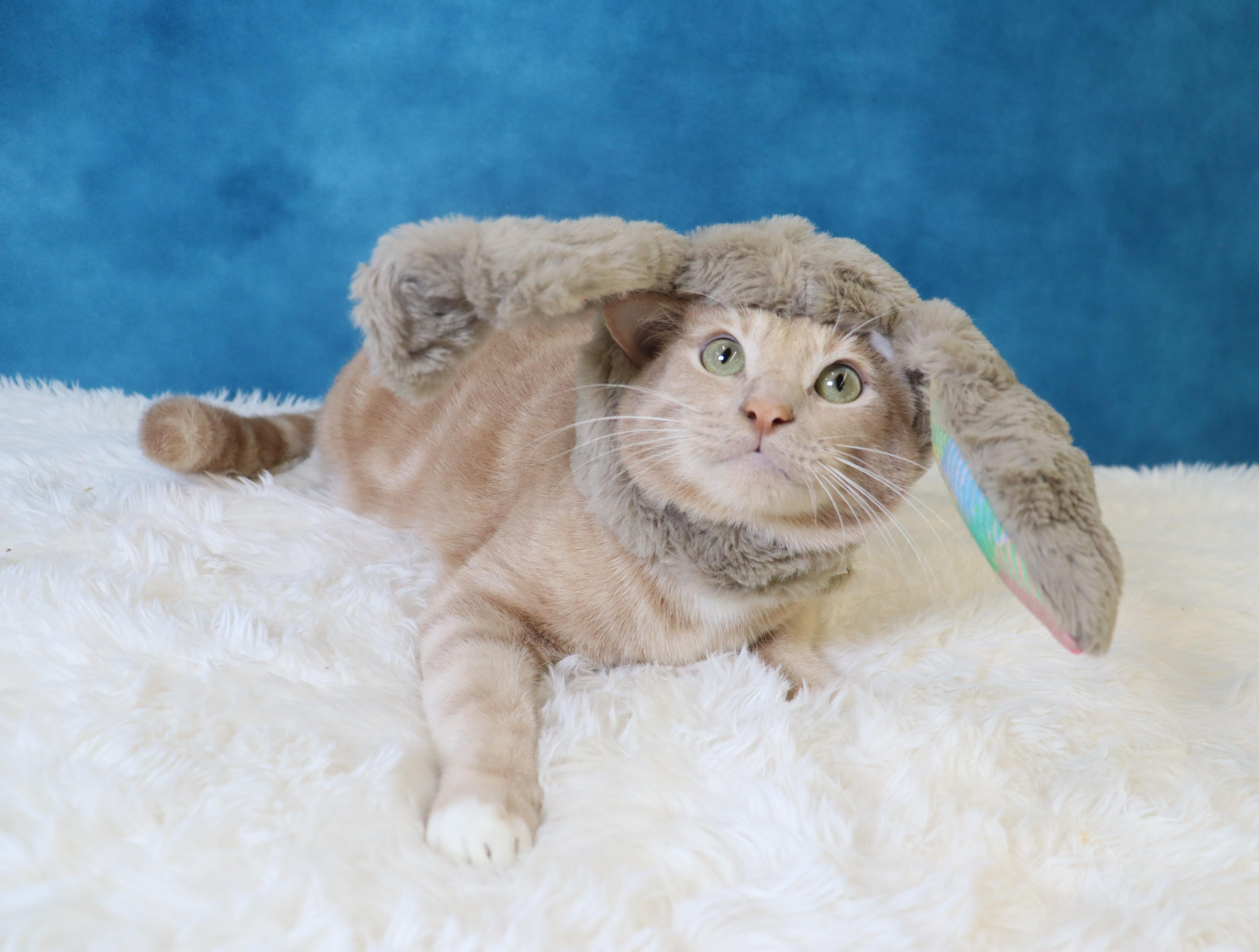 Enlarge Spam - Purrsonality Plus! LOVES EVERYONE, a Adoptable Domestic Short Hair in League City, TX image 6/6