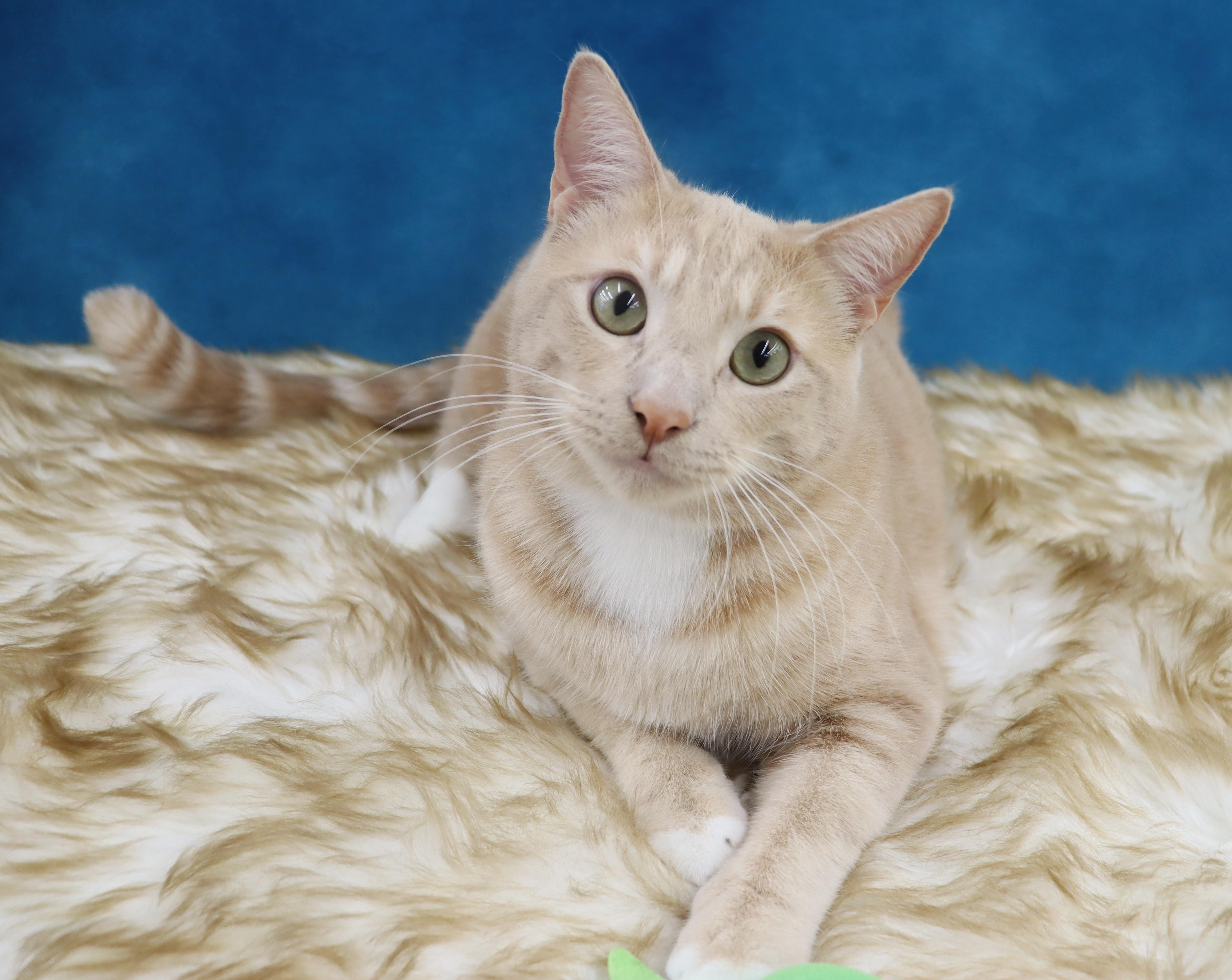 Spam - Purrsonality Plus! LOVES EVERYONE, Adoptable, Kitten Male Domestic Short Hair.