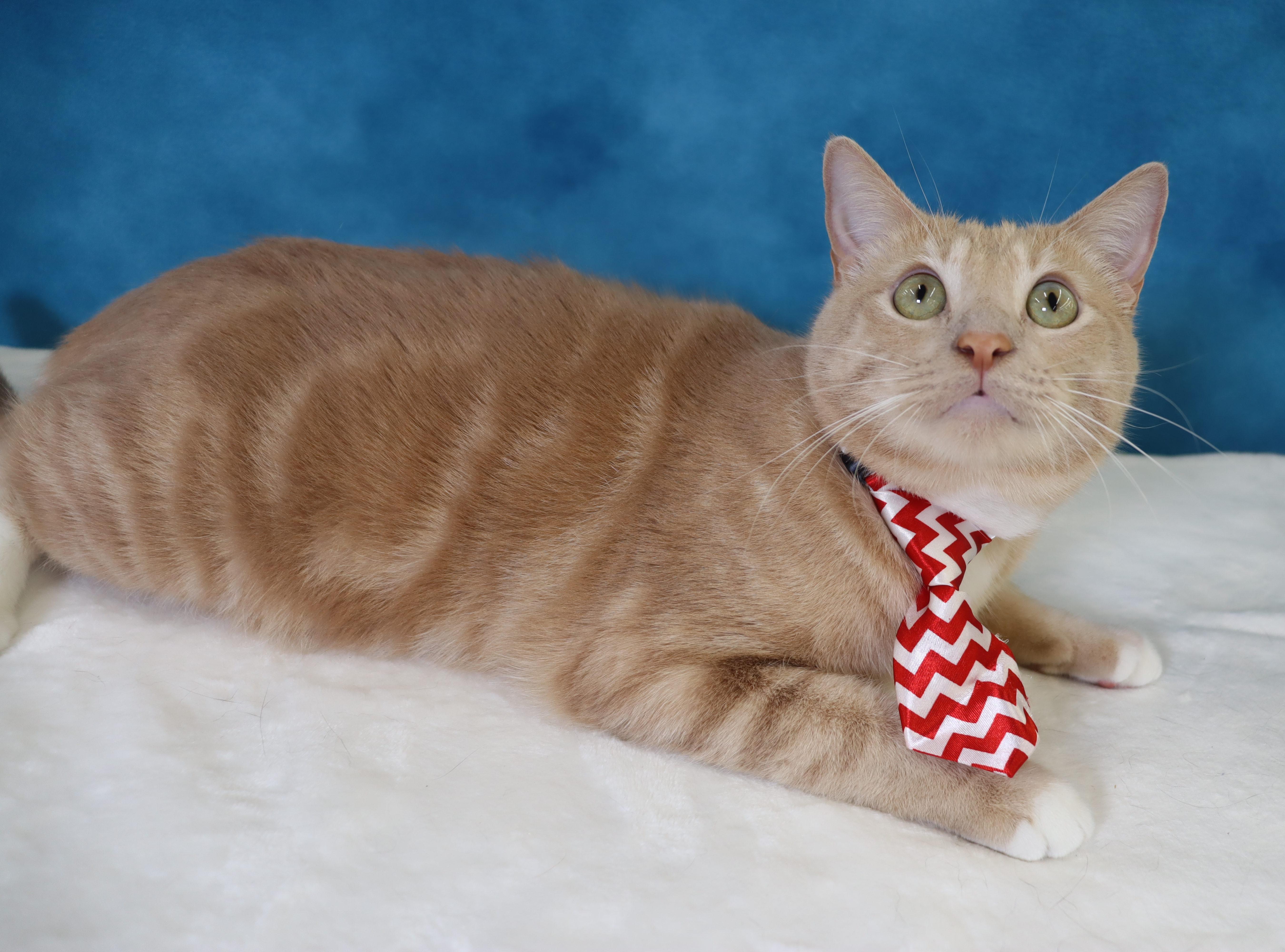 Enlarge Spam - Purrsonality Plus - Constant Entertainment, a Adoptable Domestic Short Hair in League City, TX image 3/6