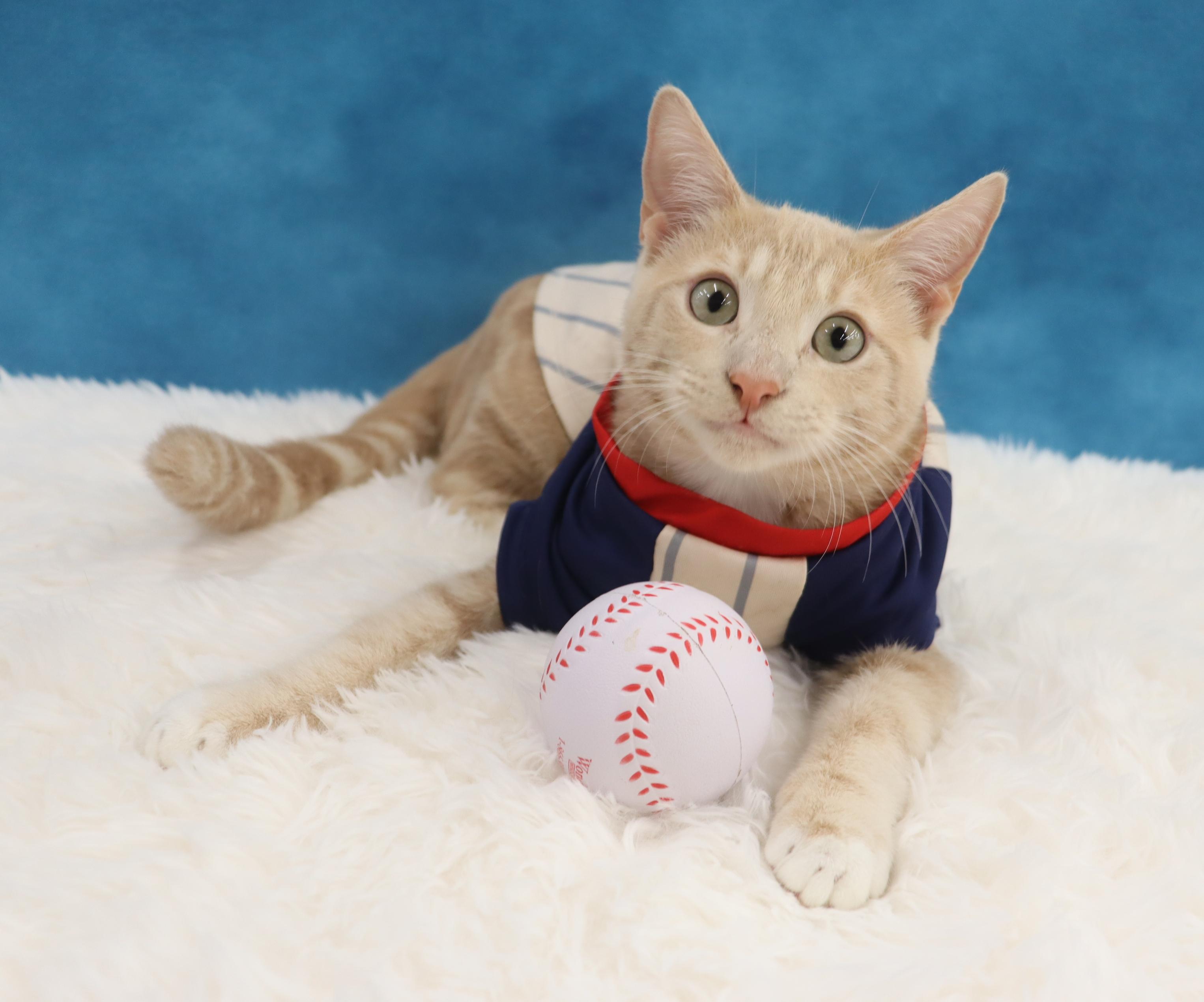 Spam - Purrsonality Plus! LOVES EVERYONE