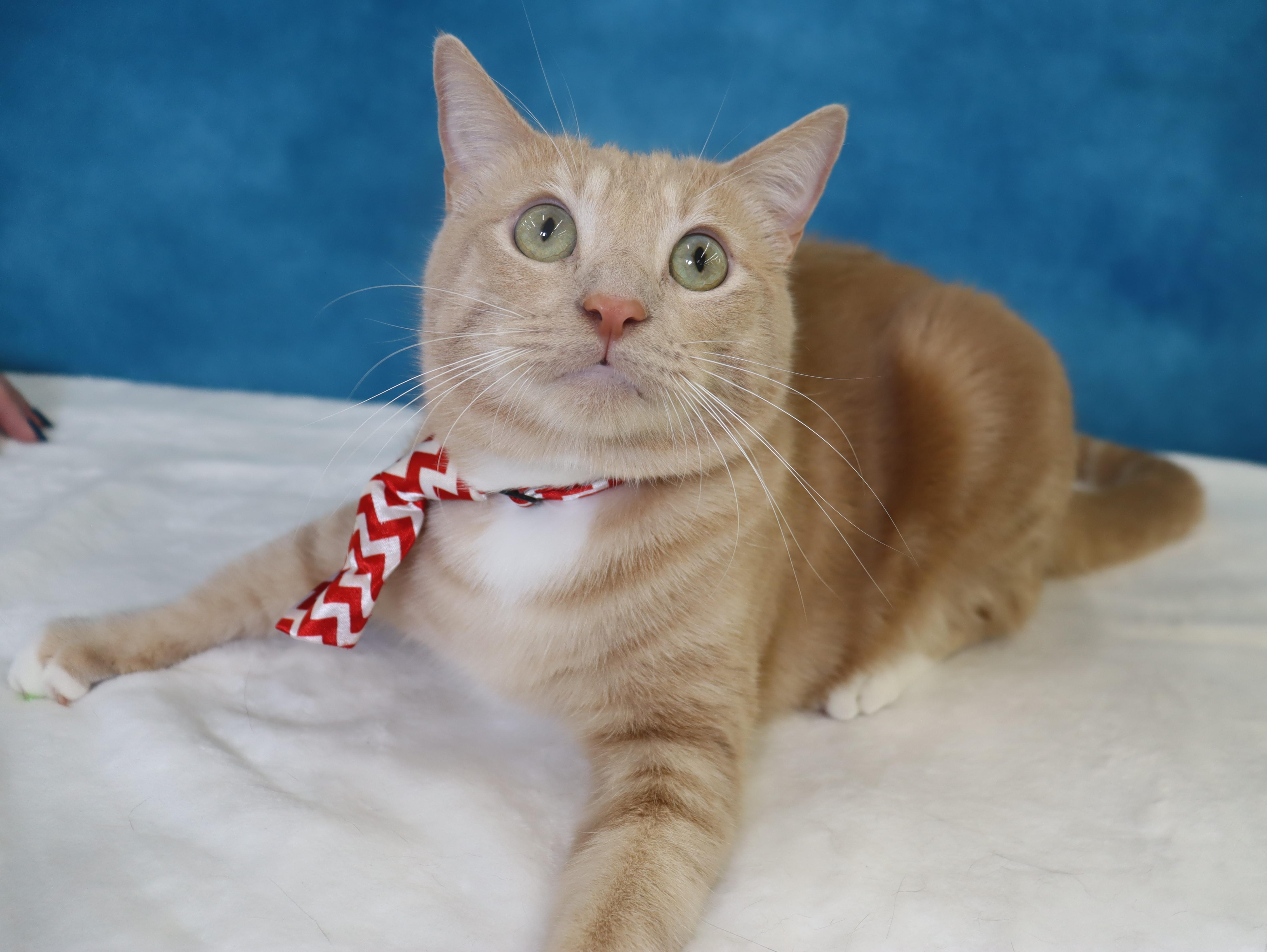 Enlarge Spam - Purrsonality Plus - Constant Entertainment, a Adoptable Domestic Short Hair in League City, TX image 5/6