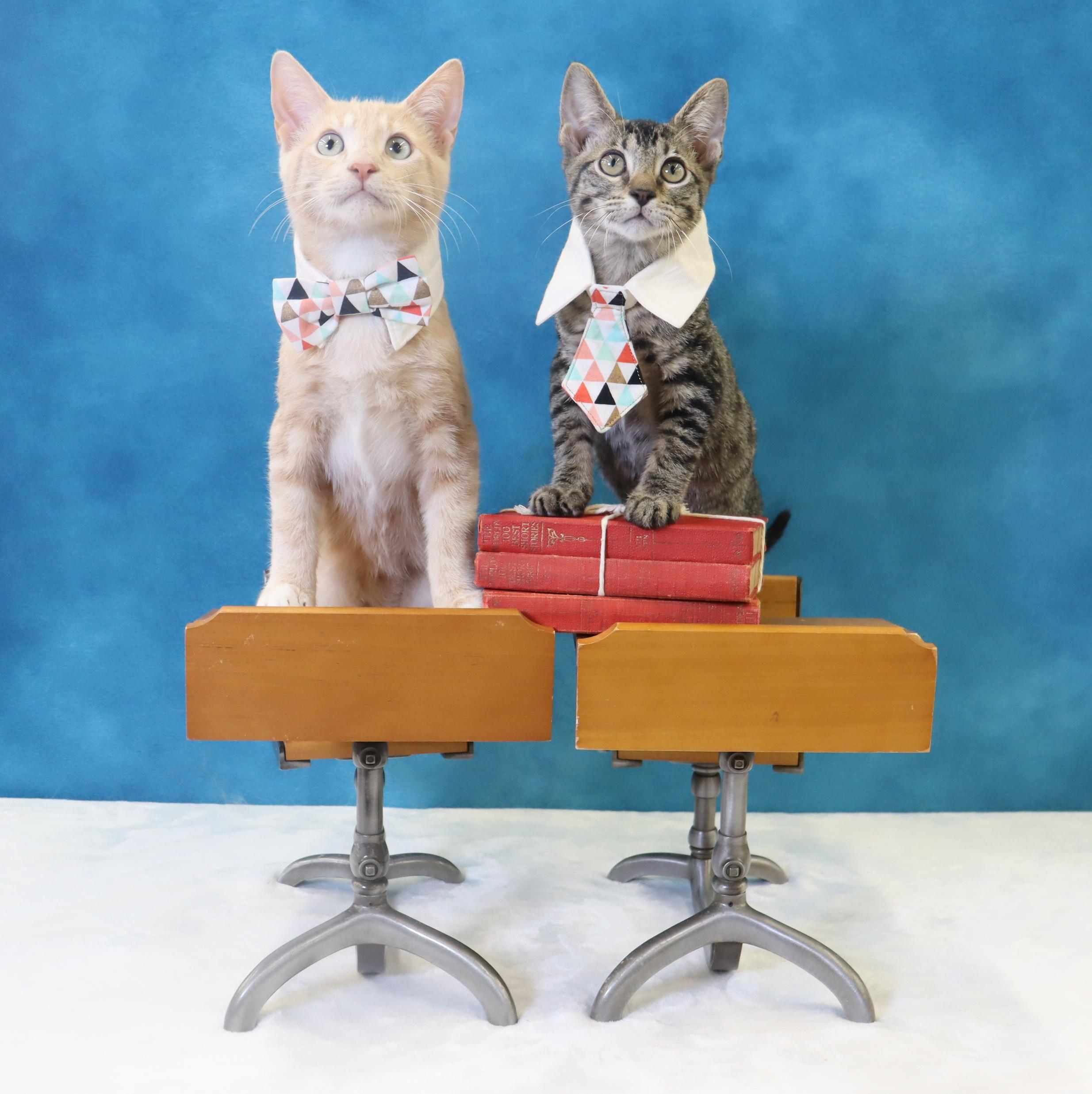 Spam - Purrsonality Plus! LOVES EVERYONE