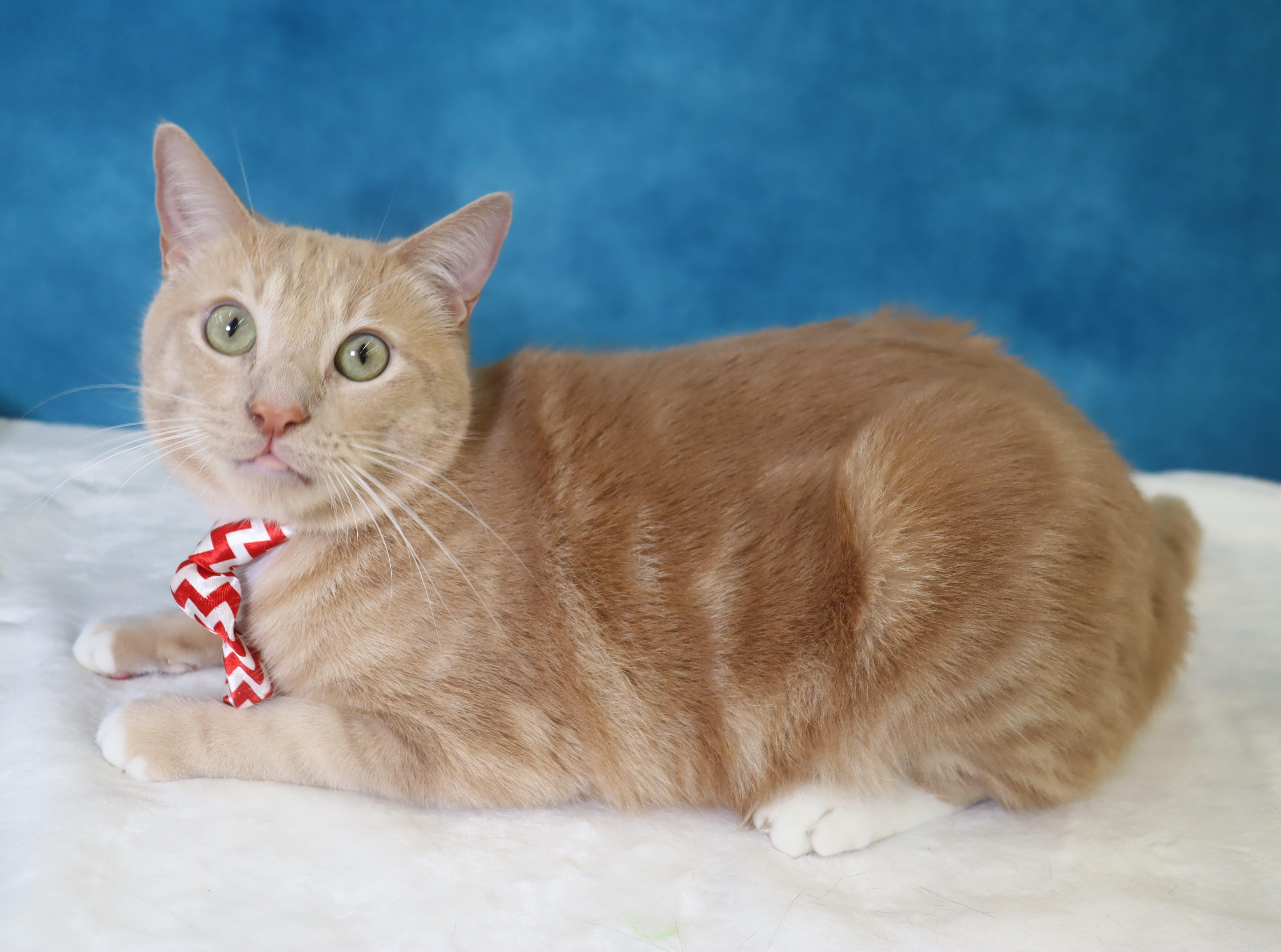 Enlarge Spam - Purrsonality Plus - Constant Entertainment, a Adoptable Domestic Short Hair in League City, TX image 4/6