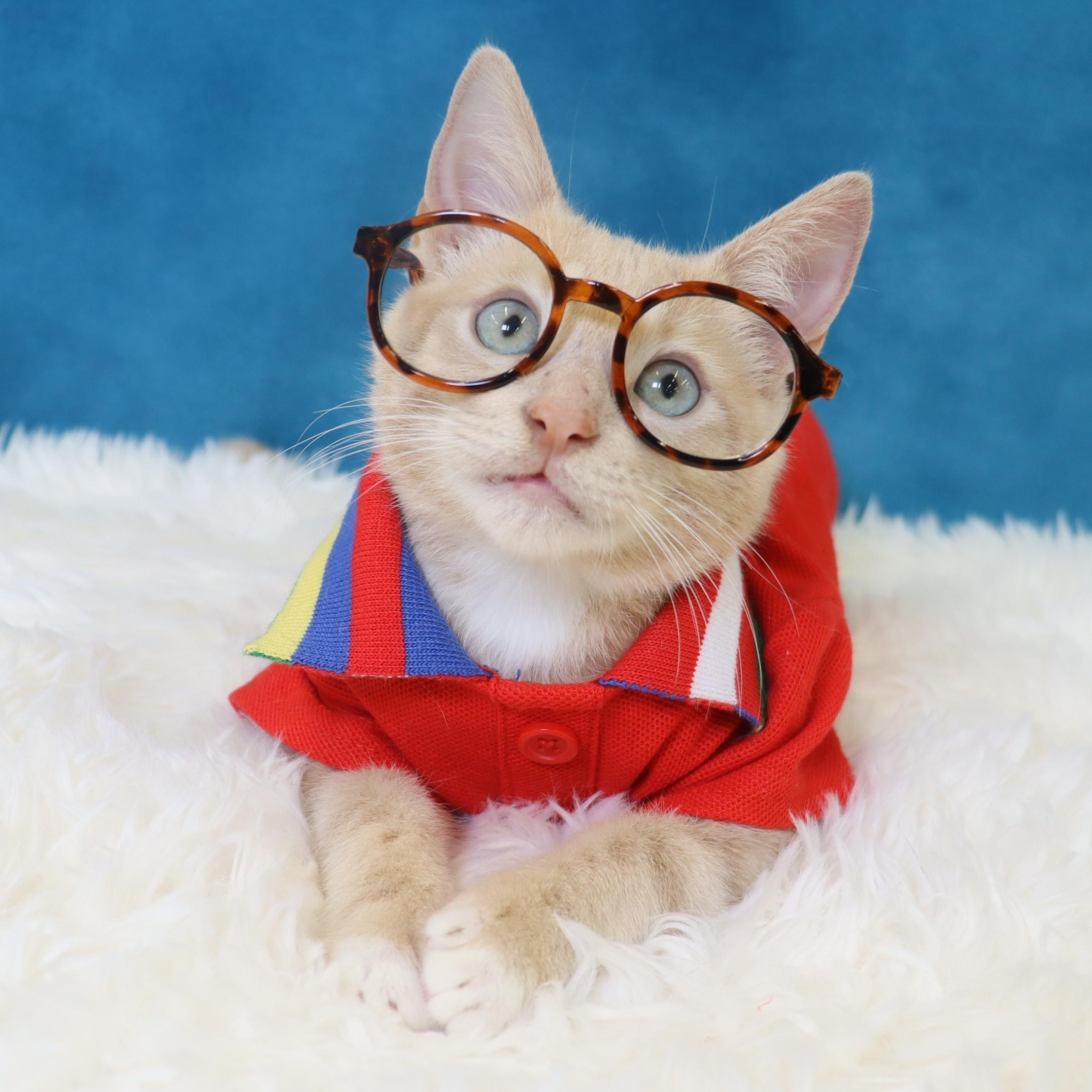 Spam - Purrsonality Plus! LOVES EVERYONE