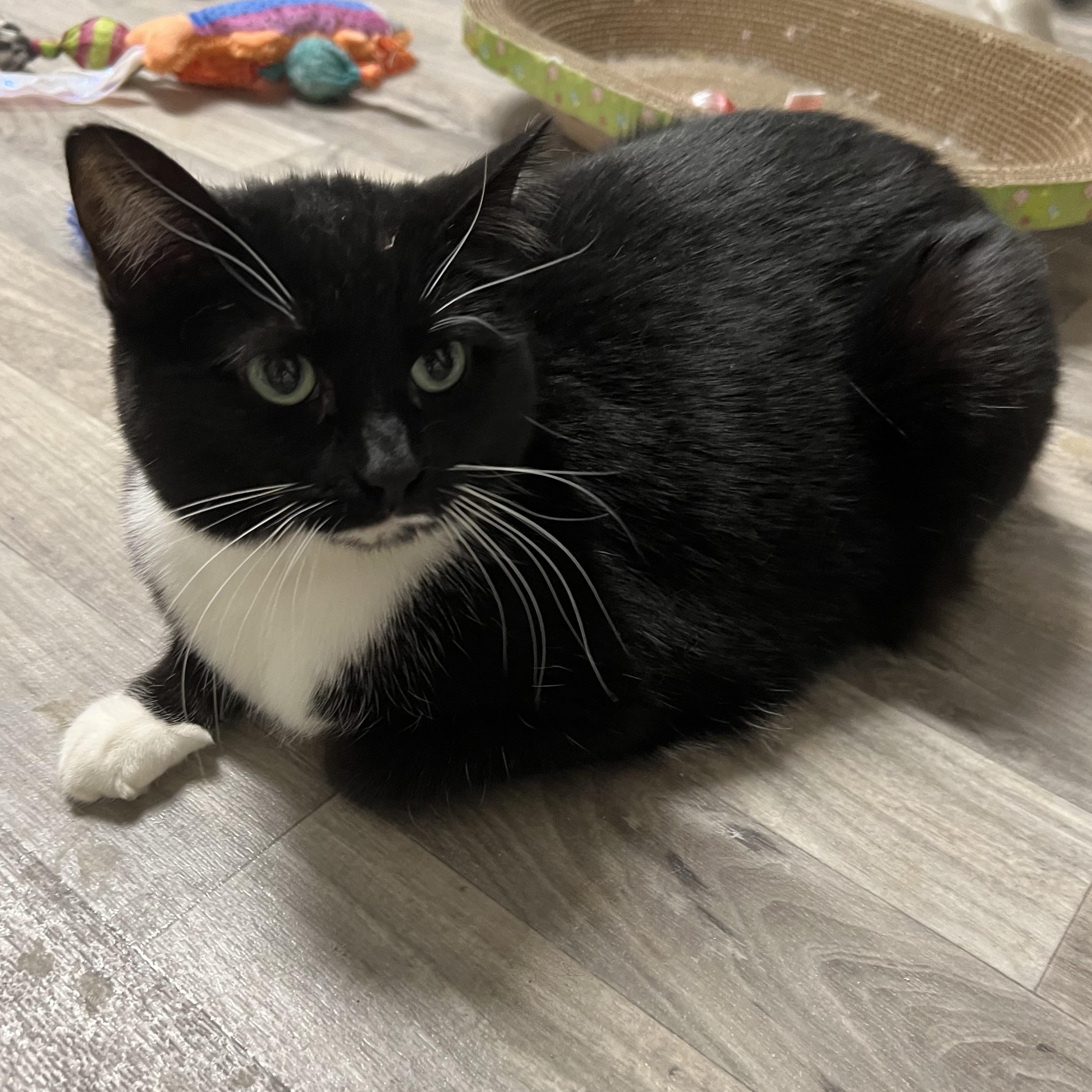 Enlarge Reba, an adopted mixed breed in Spencer, IA image 1/1