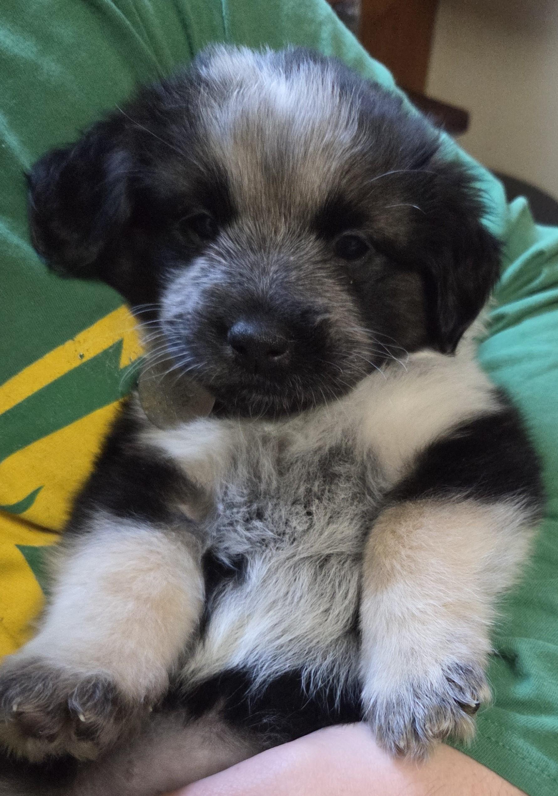 Nana, ADOPTABLE, Puppy Female Border Collie & Siberian Husky.