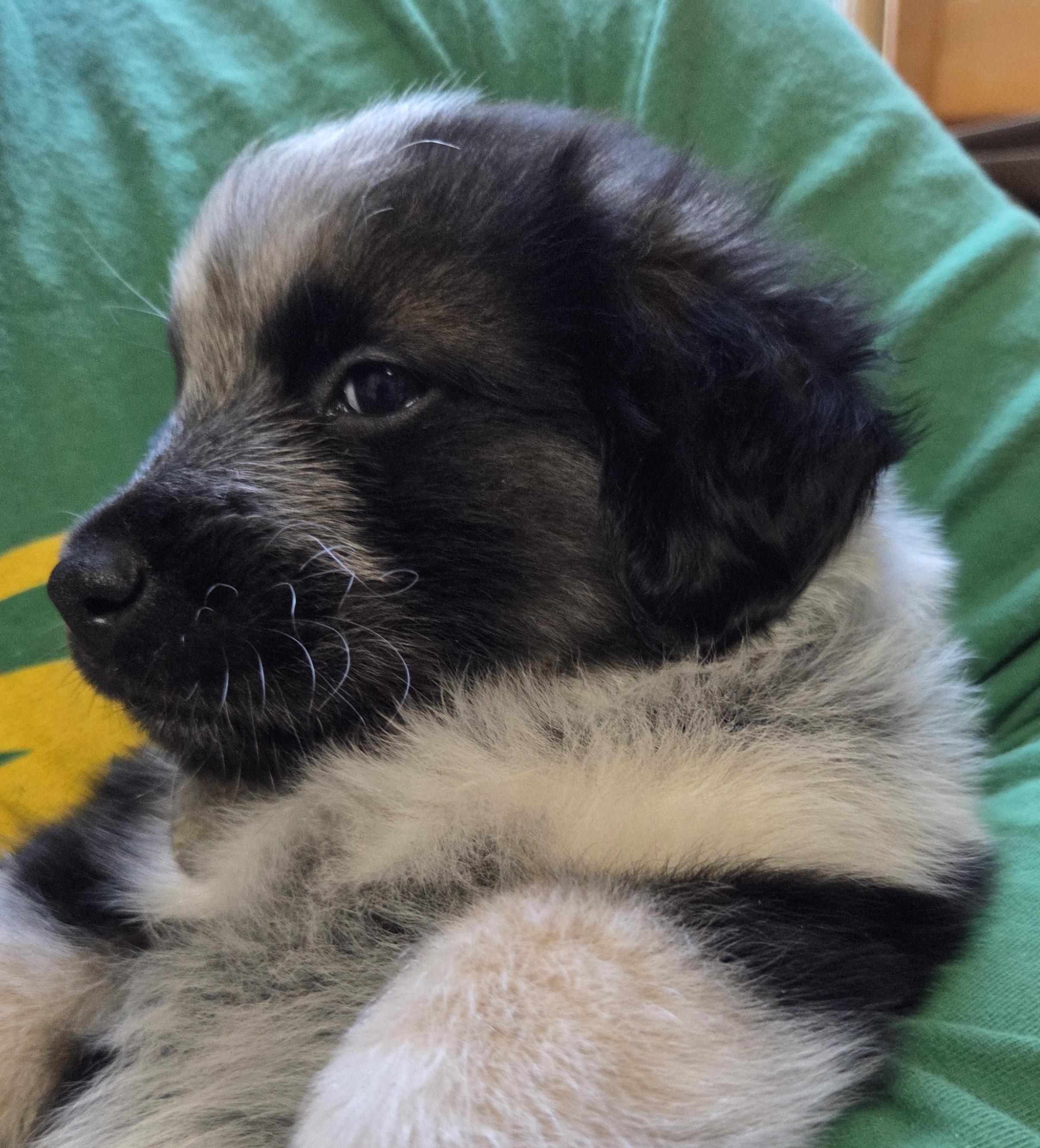 Enlarge Nana, a ADOPTABLE mixed breed in Saint Paul, MN image 5/6