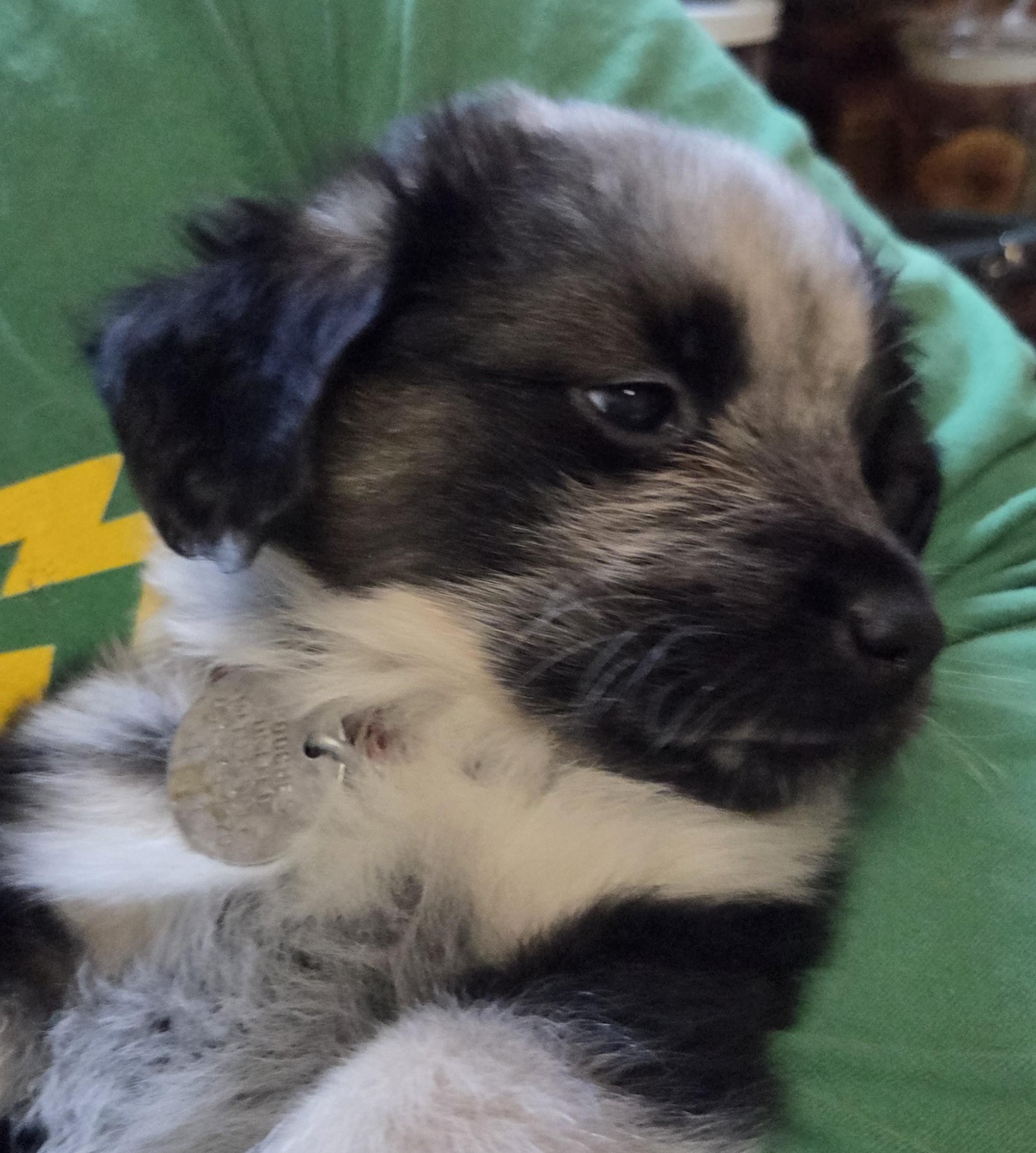 Enlarge Nana, a ADOPTABLE mixed breed in Saint Paul, MN image 4/6