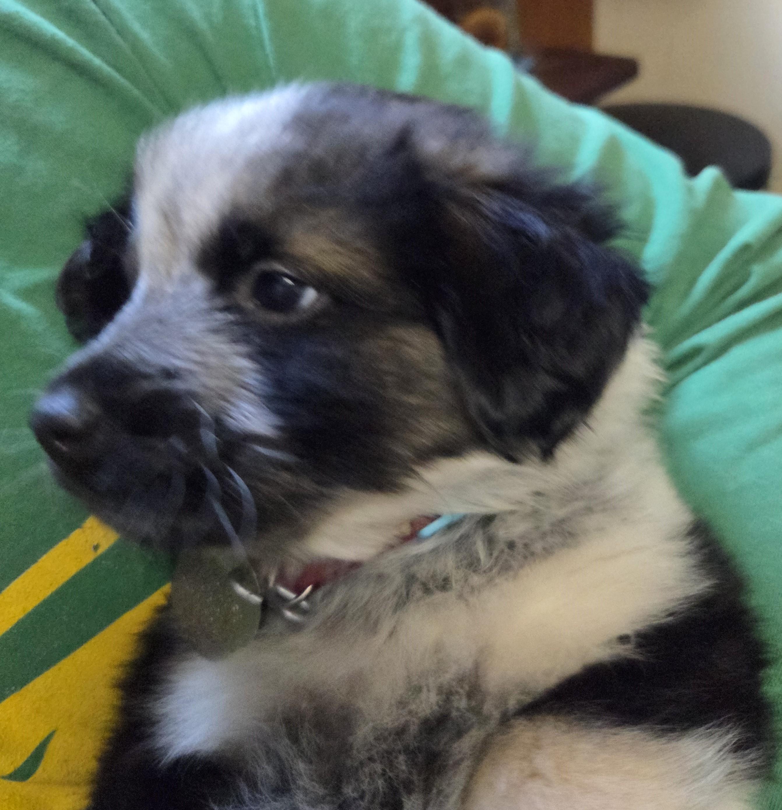 Enlarge Nana, a ADOPTABLE mixed breed in Saint Paul, MN image 3/6