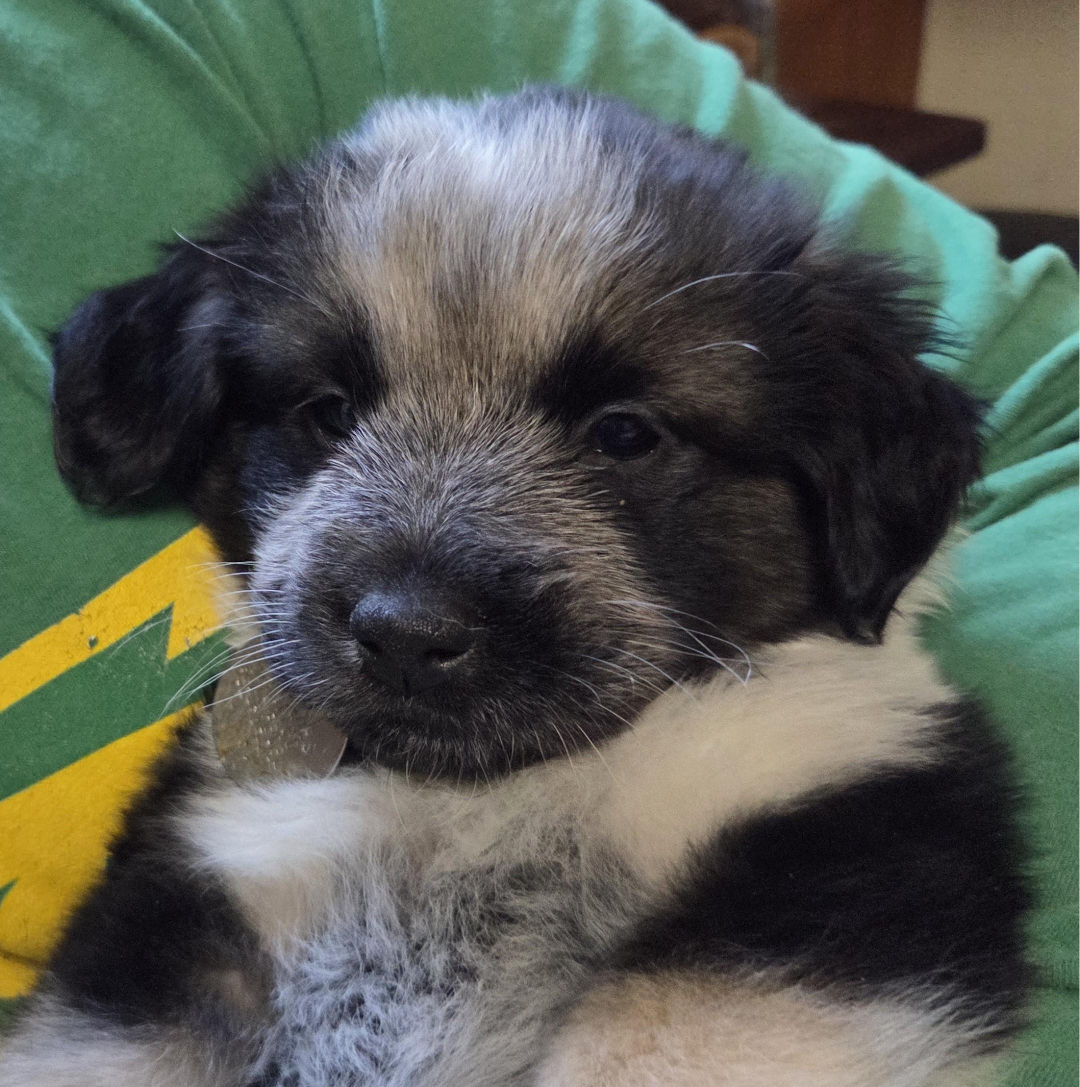 Enlarge Nana, a ADOPTABLE mixed breed in Saint Paul, MN image 2/6