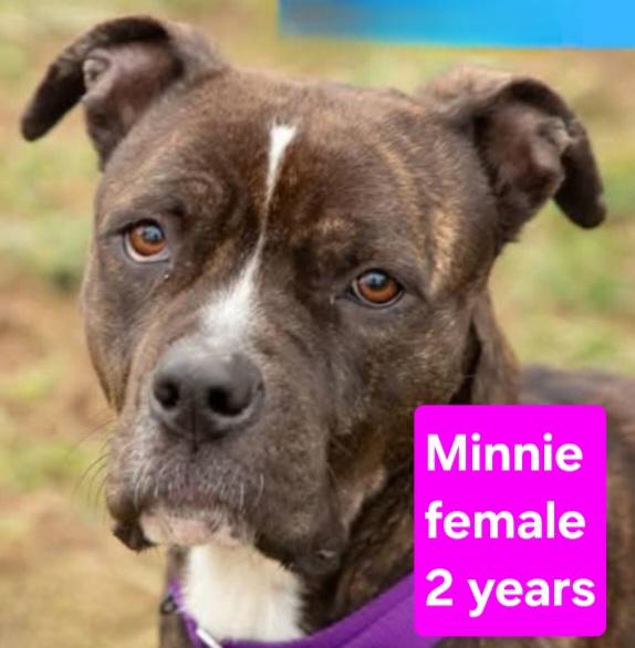 Minnie, Adoptable, Adult Female American Staffordshire Terrier & Boxer.