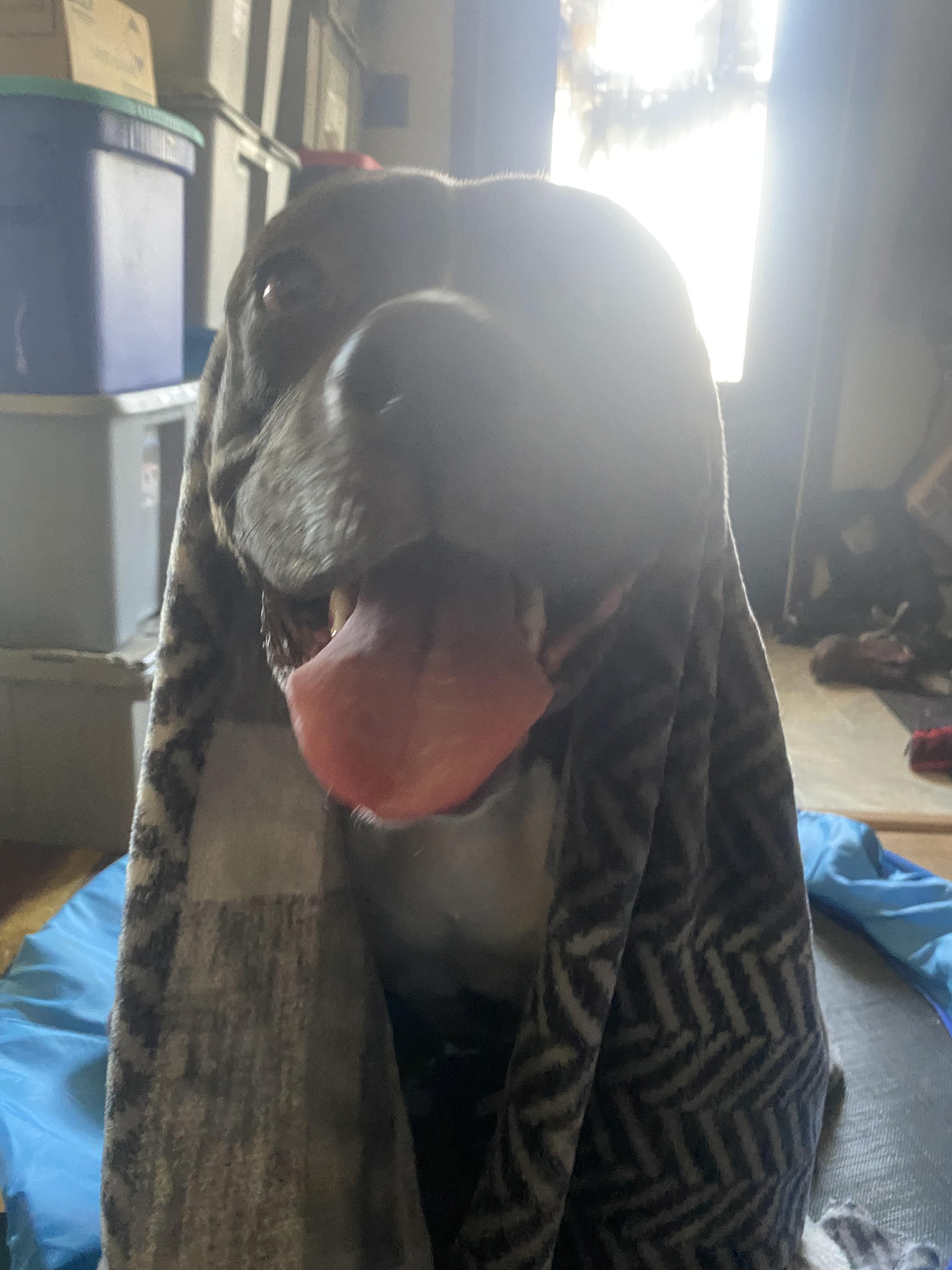 Minnie, a Adoptable mixed breed in Greensburg, PA image 2/3