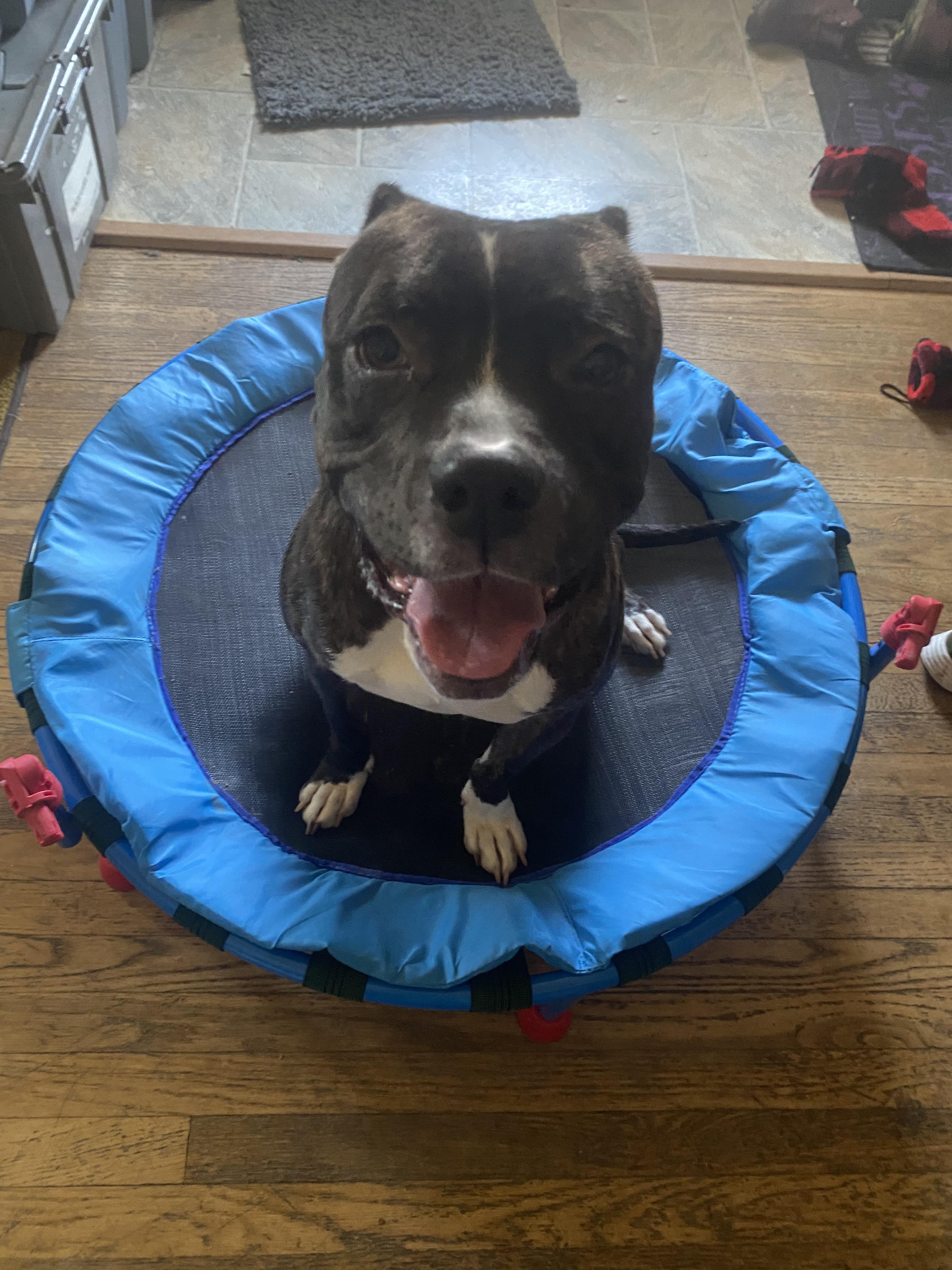 Minnie, a Adoptable mixed breed in Greensburg, PA image 3/3