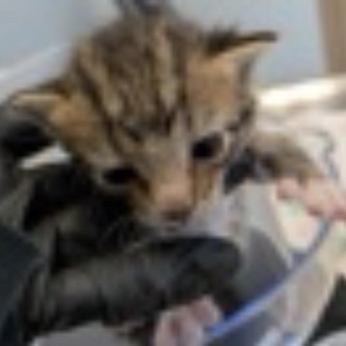 Charlotte, Adoptable, Kitten Female Domestic Short Hair.