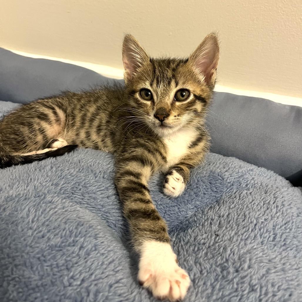 Enlarge Charlotte, a Adoptable Domestic Short Hair in Escondido, CA image 4/6