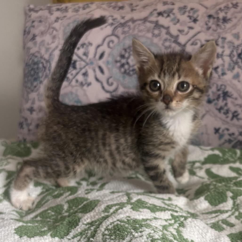 Enlarge Charlotte, a Adoptable Domestic Short Hair in Escondido, CA image 5/6