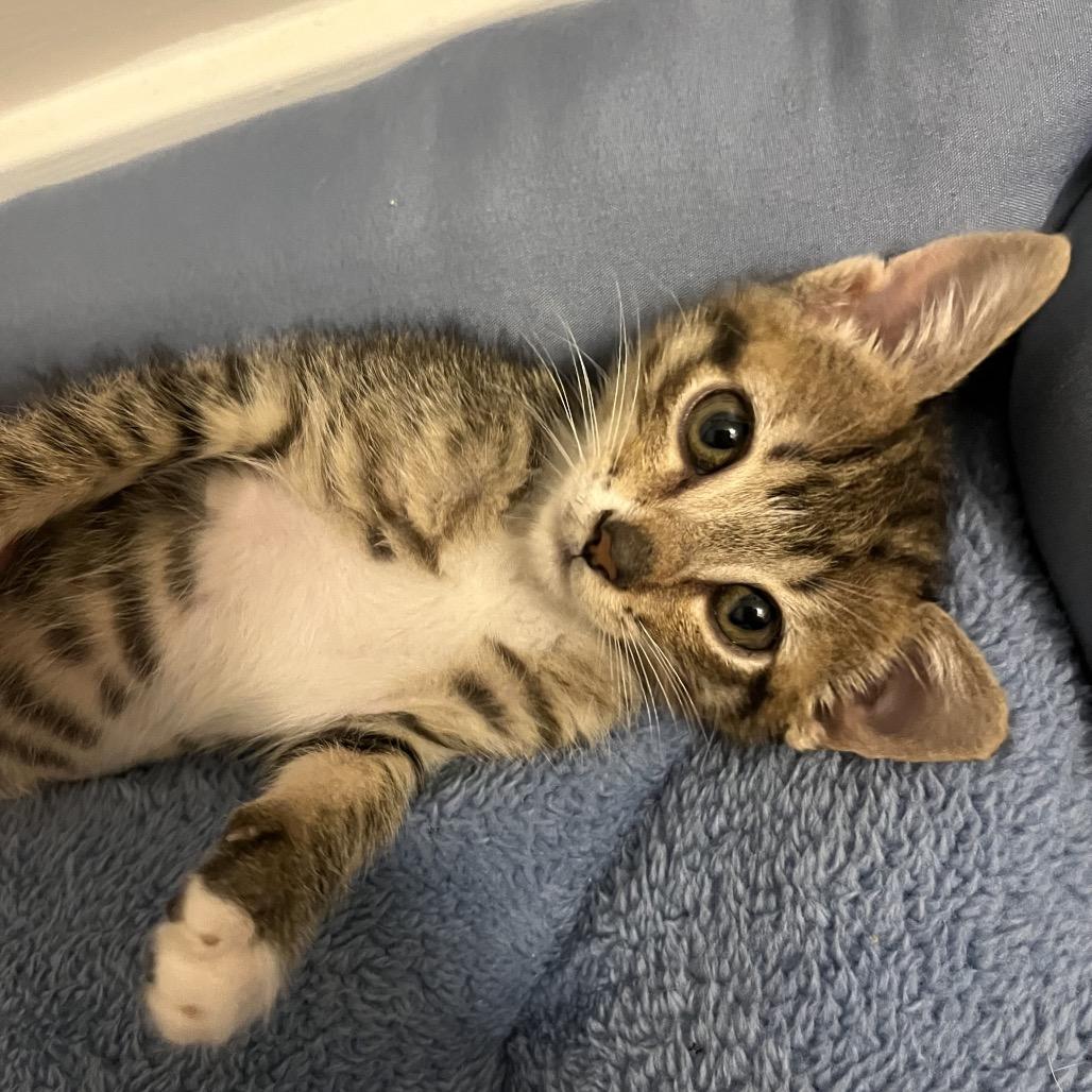 Enlarge Charlotte, a Adoptable Domestic Short Hair in Escondido, CA image 6/6
