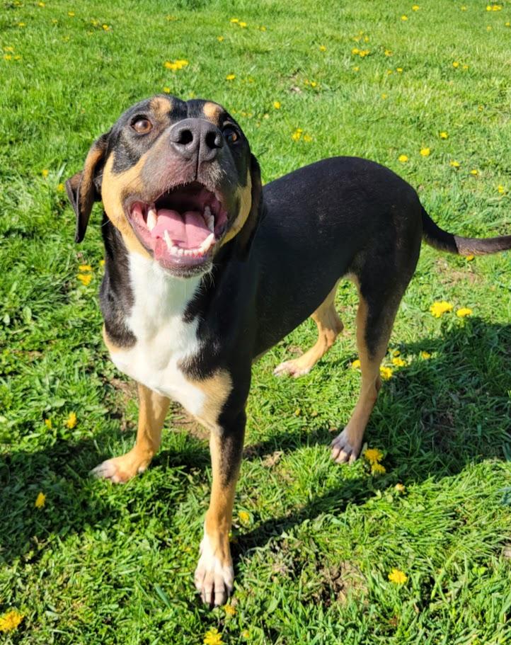 Twix, Adoptable, Young Male Shepherd & Pit Bull Terrier.