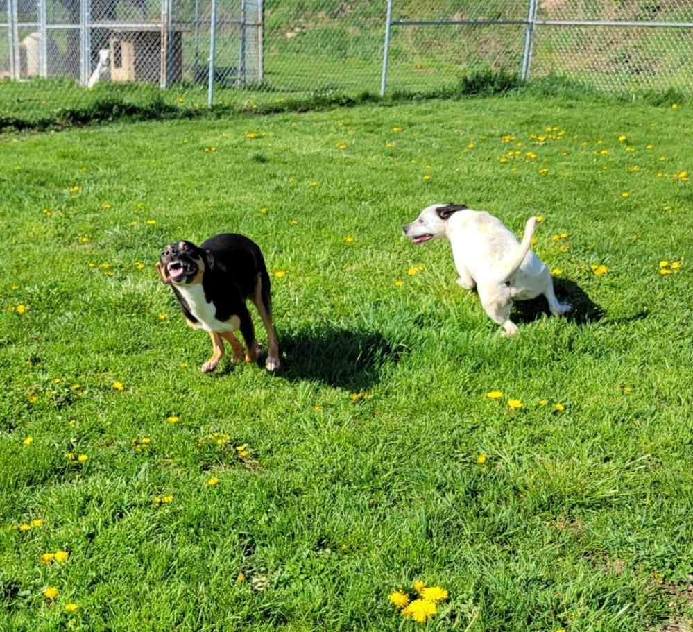 Enlarge Twix, a Adoptable mixed breed in Lisbon, OH image 3/6