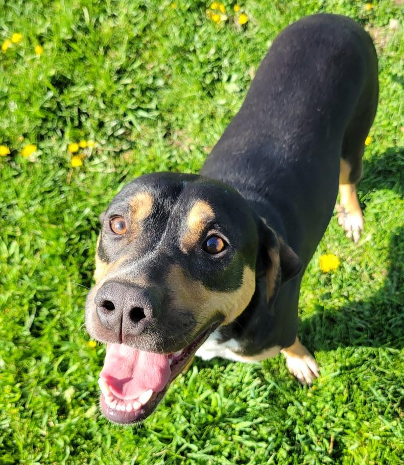 Enlarge Twix, a Adoptable mixed breed in Lisbon, OH image 4/6