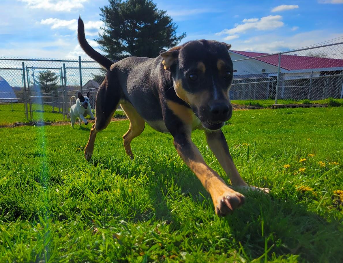 Enlarge Twix, a Adoptable mixed breed in Lisbon, OH image 5/6