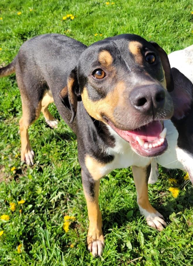 Enlarge Twix, a Adoptable mixed breed in Lisbon, OH image 2/6