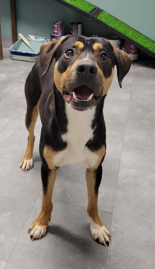 Enlarge Twix, a Adoptable mixed breed in Lisbon, OH image 6/6