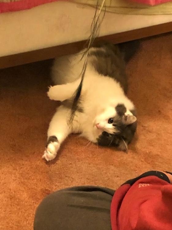 Teddy Bear, a Adoptable Domestic Medium Hair in San Jose, CA image 1/3