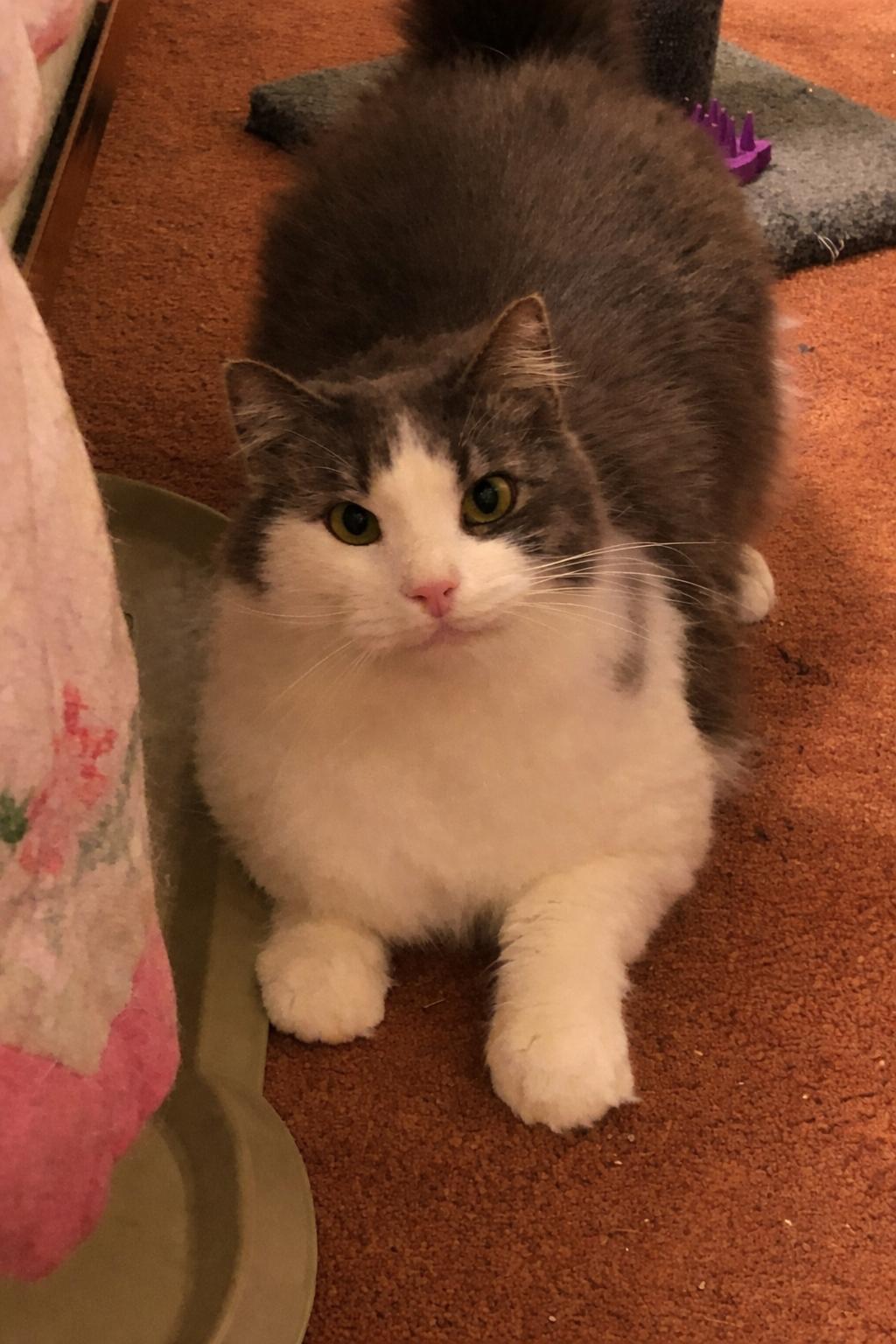 Teddy Bear, a Adoptable Domestic Medium Hair in San Jose, CA image 2/3