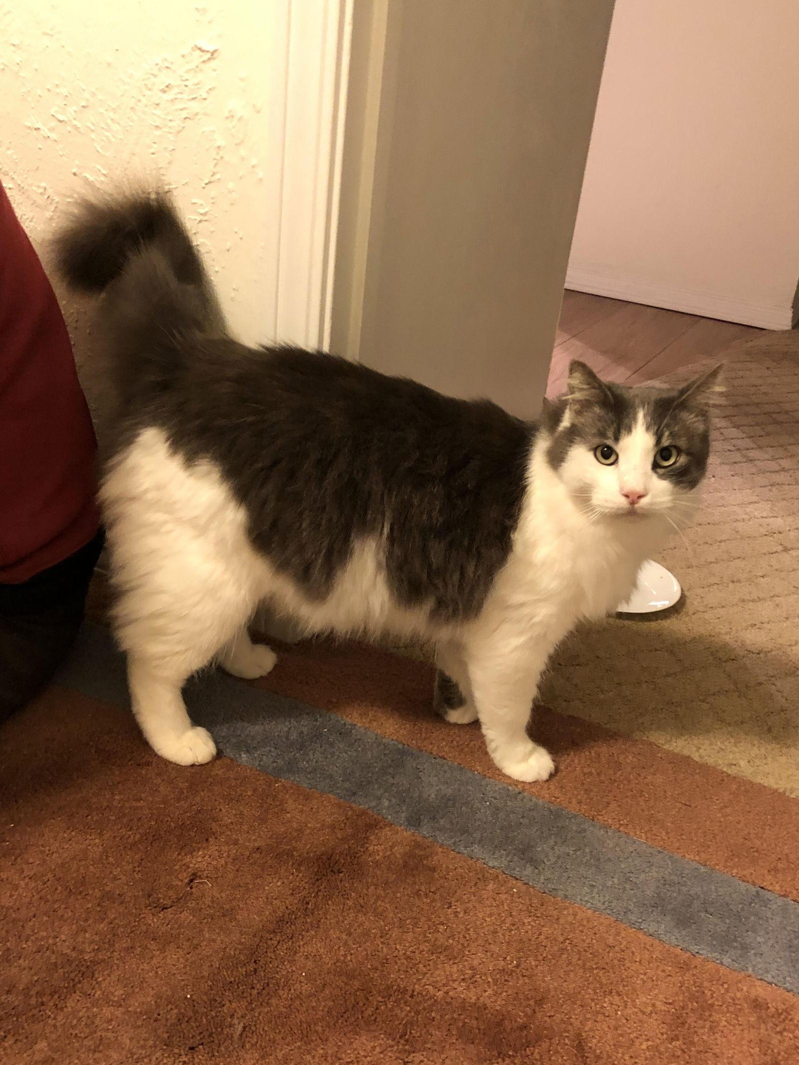 Teddy Bear, a Adoptable Domestic Medium Hair in San Jose, CA image 3/3