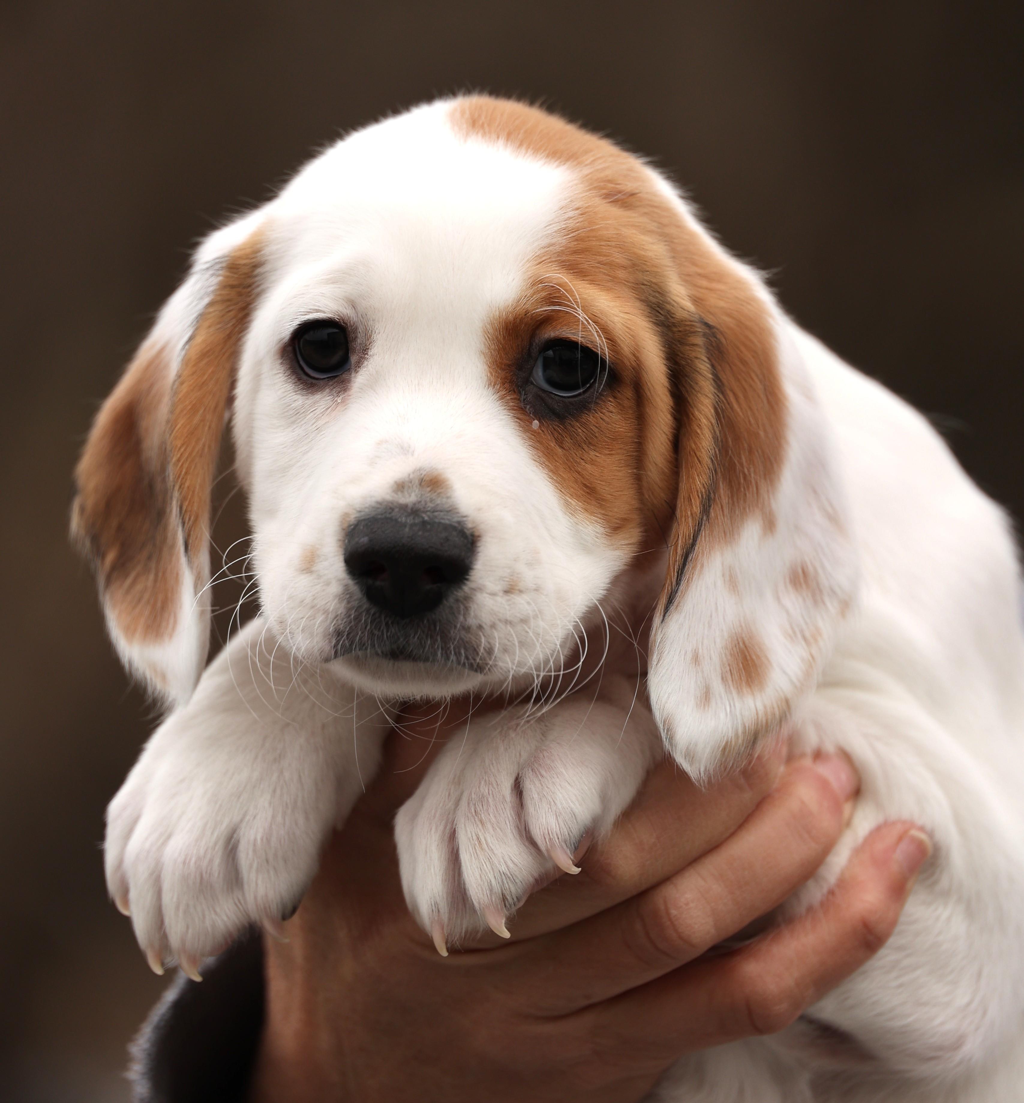 Talia-Available 12/14@Petsmart! www.lhar.dog to apply! , an adoptable mixed breed in Frederick, MD image 1/4