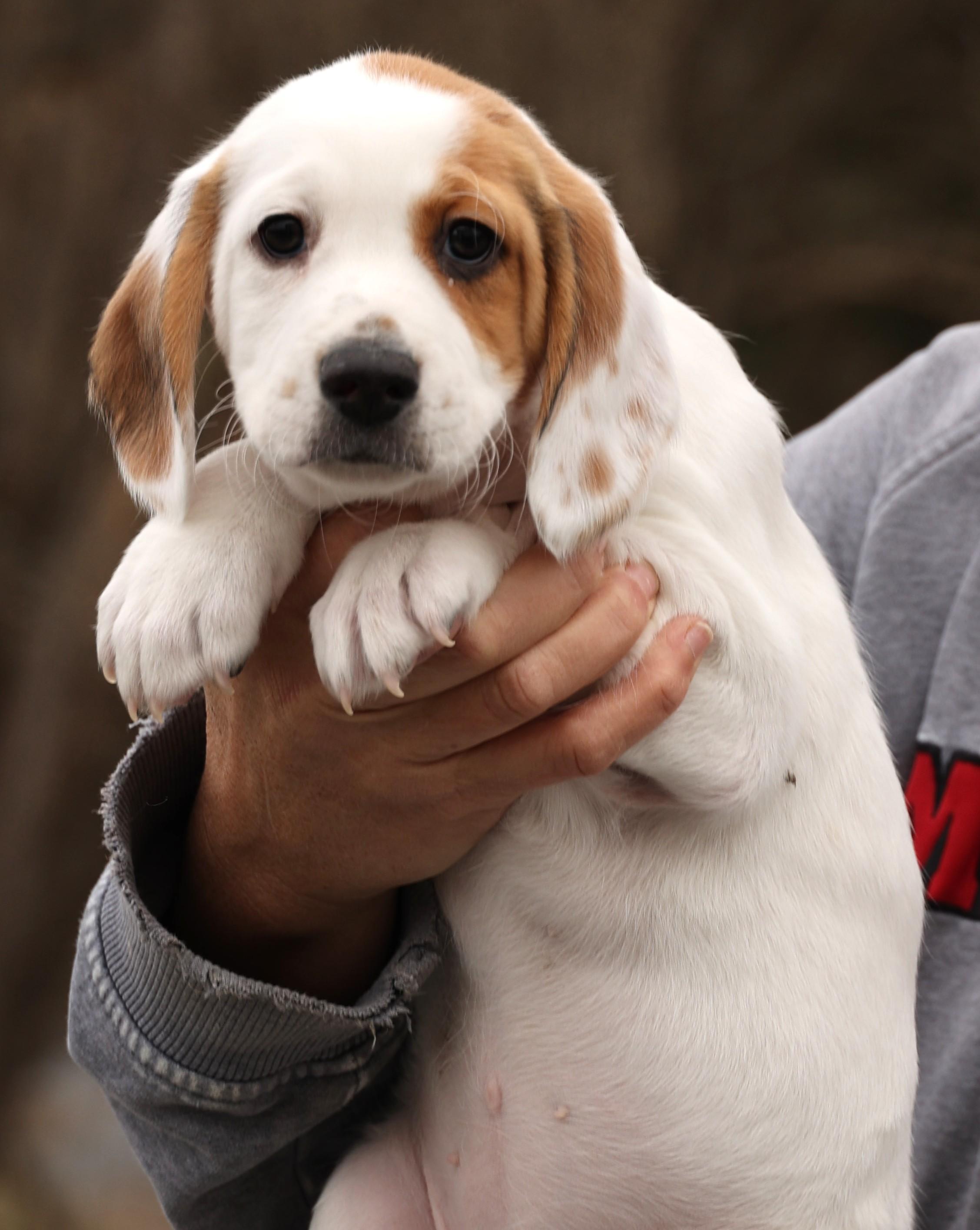 Talia-Available 12/14@Petsmart! www.lhar.dog to apply! , an adoptable mixed breed in Frederick, MD image 2/4